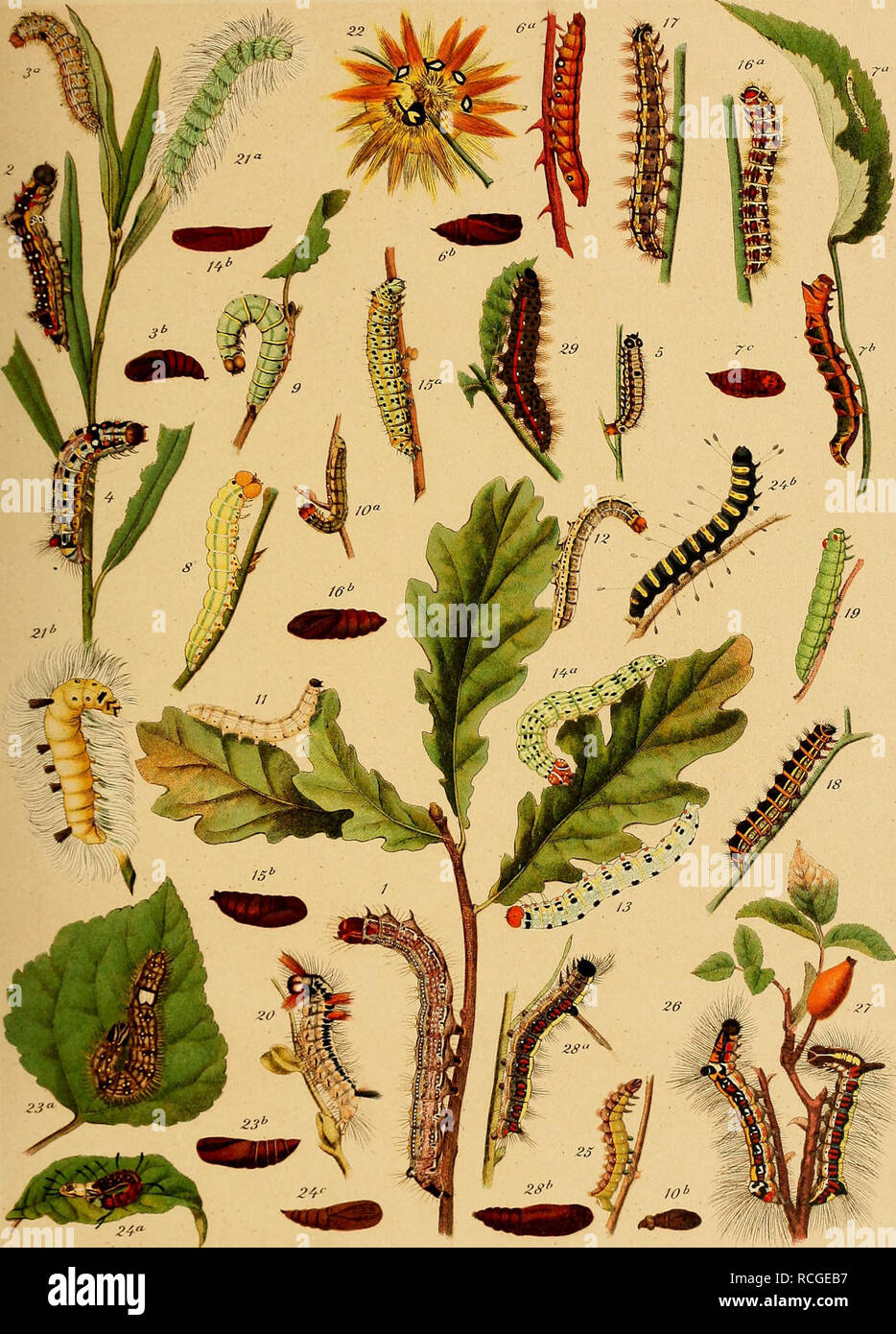 . Die Raupen der gross-schmetterlinge Europas. Butterflies; Insects. 21. Heterocera.. 1. Bucephaloides. 2. Anastomosis. 3. a.b. Curtula. 4. Anachoreta. 5. Pigra. 6. a.b. Derasa. 7. a—c. Batis. 8. Octogesima. 9. Or. 10. a. b. Duplaris. 11. Ruficollis. 12. Diluta. 13. Flavicornis. 14. a. b. Ridens. 15. a. b. Caeruleocephala. 16. a. b. Nervosa. 17. Albovenosa. 18. Geographica. 19. Hybris. 20. Coryli. 21. a. b. Leporina. 22. Aceris. 23. a. b. Megacephala. 24. a—c. Alni. 25. Strigosa. 26. Tridens. 27. Psi. 28. a. b. Cuspis. 29. Menyanthidis. Uli. Amt vM Se.ß«r.Sluitg»rf. Please note that these imag Stock Photo