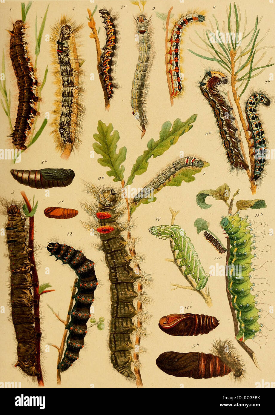 . Die Raupen der gross-schmetterlinge Europas. Butterflies; Insects. 18. Heterocera.. 1. Potatoria. 2- Pruni. 3. Quercifolia. 4. Populifolia. 5. Tremulifolia. 6. Ilicifolia. 7. a. b. c. Lumgera. 8. a. b. Pini. 9. a. b. Otus. 10..Versicolora. 11. a. b. c. Pyri. 12. Spini. Uth.An« v. M.Setger. $lUri(jn. Please note that these images are extracted from scanned page images that may have been digitally enhanced for readability - coloration and appearance of these illustrations may not perfectly resemble the original work.. Hofmann, Ernst, 1837-1892. Stuttgart : Verlag der C. Hoffmann Stock Photo