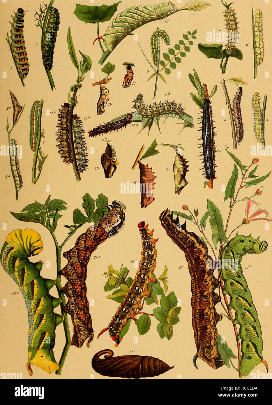 . Die Raupen der gross-schmetterlinge Europas. Butterflies; Insects. 6. Rhopalocera und Heterocera.. 1. Alexanor. 2. Hospiton. 3. Rumina. 4. Crataegi. 5. Daplidice. 6. Belia. 7. Tagis. 8. Euphenoides. 9. Hyale. 10. Populi 11. a. b. Egea. 12. Xantomelas. 13. Jo. 14. Antiopa. 15. a. b. Cardui. 16. Maturna. 17. Aurinia. 18. Dahlii. 19. Tremulae. 20. a. b. Atropos. 21. a. b. c. Convolvuli. Llh »n)t v M S«sj*r.Slutt6ai. Please note that these images are extracted from scanned page images that may have been digitally enhanced for readability - coloration and appearance of these illustrations may not Stock Photo