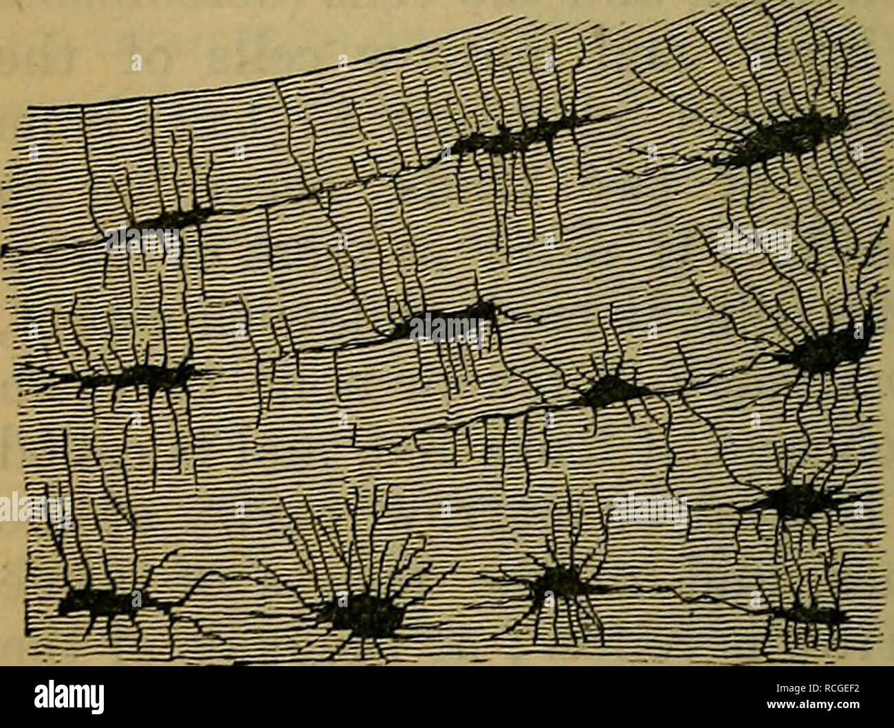 Dense fibrous connective tissue hi-res stock photography and images - Alamy