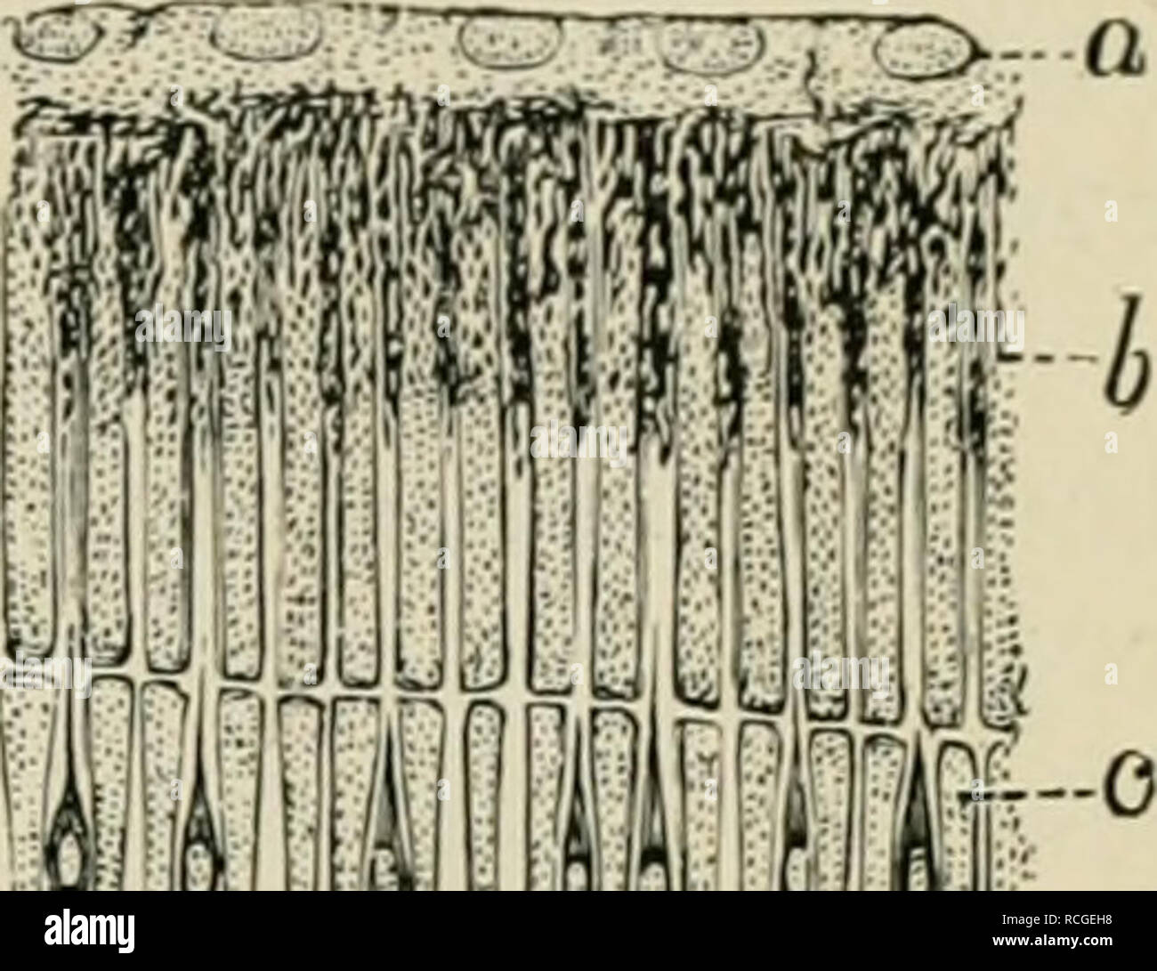 . Elements of histology. Histology. Rktina. 453 outer extremity of tlic