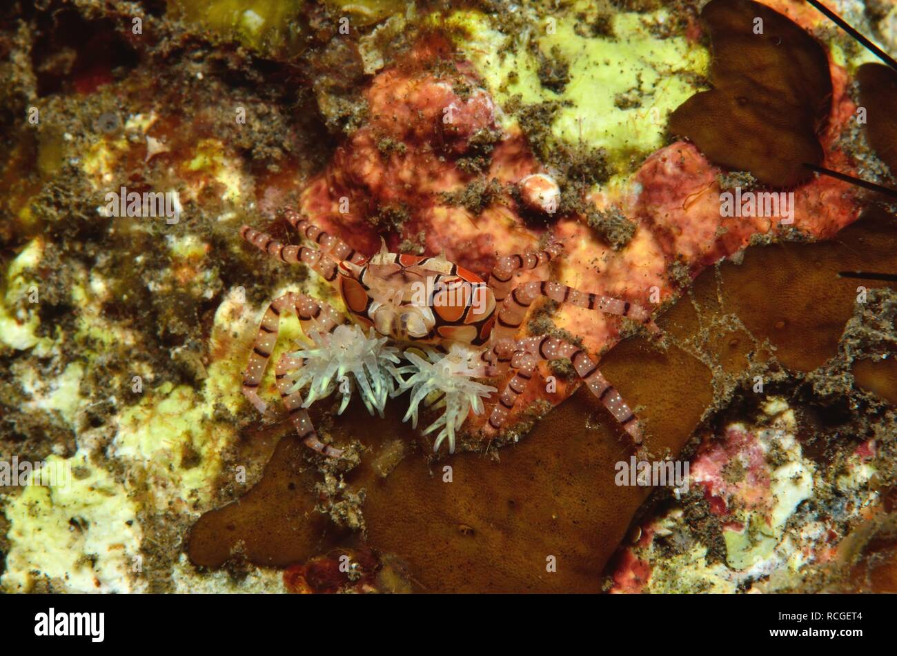 Boxerkrabbe, boxer crab, pom-pom crab, Lybia tessellata, Tulamben, Bali, indonesia, Indonesien Stock Photo