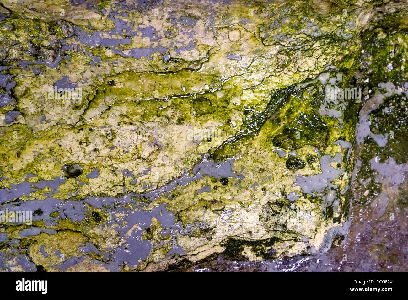 Harmful fungus hires stock photography and images Alamy