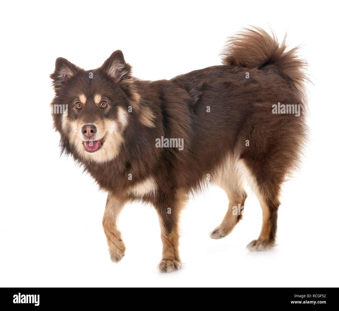 Finnish Lapphund in front of white background Stock Photo - Alamy