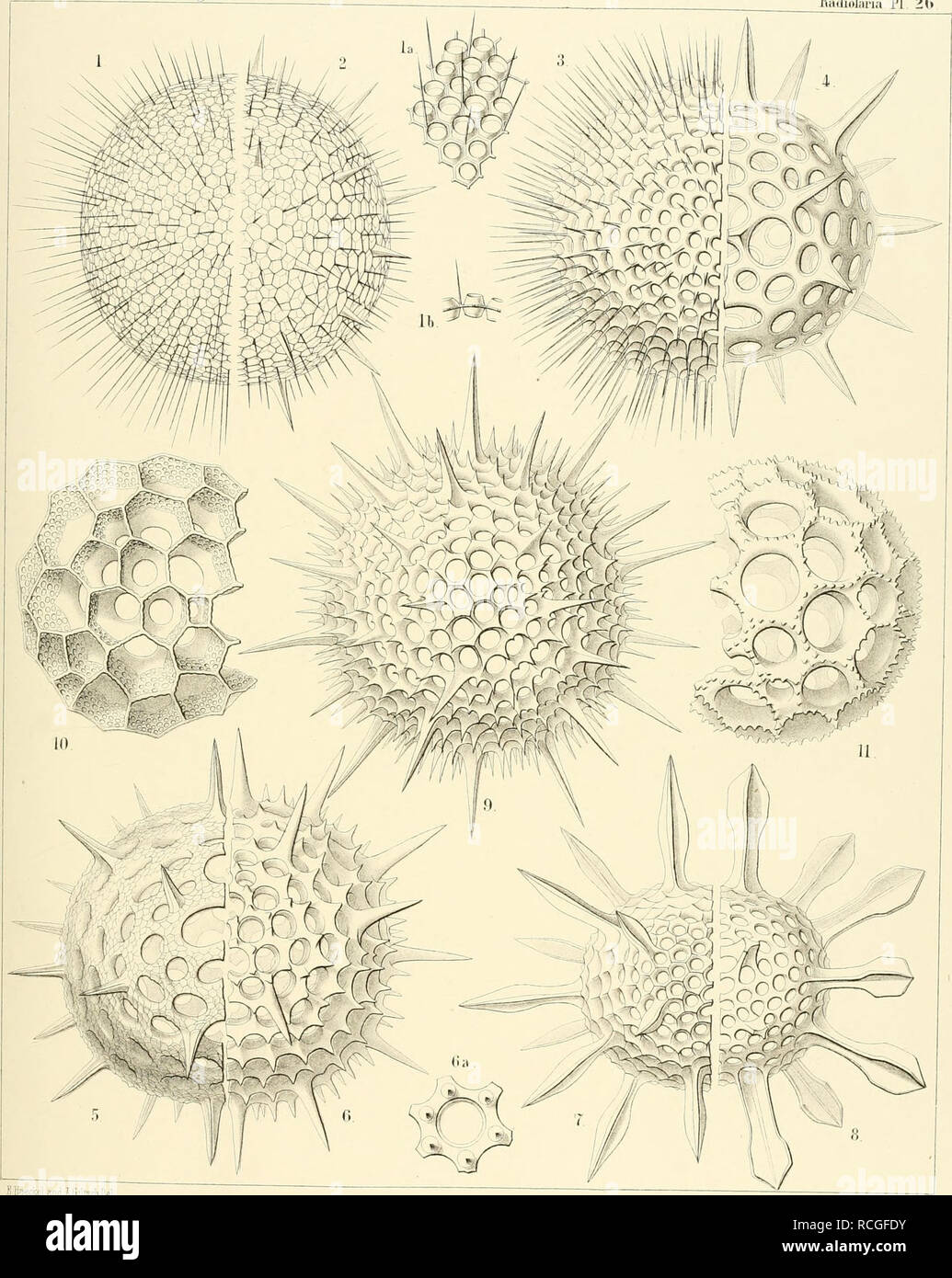 . Die Radiolarien (Rhizopoda radiaria) : eine Monographie. Radiolaria; Radiolaria, Fossil; Rhizopoda. SPUMELLARIA ET NASSELLARIA. TAF. 15. The abjage ni'B.M.S' ChaDenger! Radiolaria PI 2(i. Ettarekel aalÄ.G HELIOSPHAERA. ;&gt;&gt; - .') ACANTHOS PHAERA II) 11 CERIOSPHAERA MillBch,Jena,Lithogr. Please note that these images are extracted from scanned page images that may have been digitally enhanced for readability - coloration and appearance of these illustrations may not perfectly resemble the original work.. Haeckel, Ernst Heinrich Philipp August, 1834-1919. Berlin : G. Reimer Stock Photo