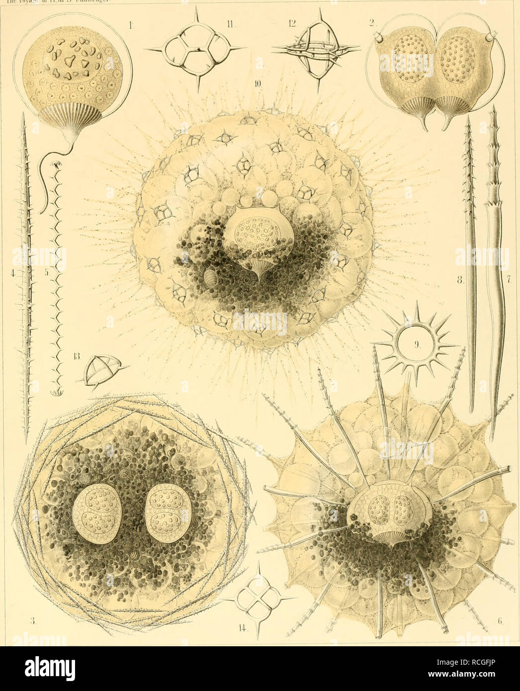 . Die Radiolarien (Rhizopoda radiaria) : eine Monographie. Radiolaria; Radiolaria, Fossil; Rhizopoda. PHAEODARIA TAF TheVoyafii- «F li M ,S&quot;Ghallc;n|cr Radiolaria PI 101. ElbckciyACiliöcKOtl liGdlsch J- • ' PHAEODINA, :! :• CANNORRHAPHIS^ (1 ü, AULACTINIUM, !1, MESOCENA, 10 1+. DICTYOCHA.. Please note that these images are extracted from scanned page images that may have been digitally enhanced for readability - coloration and appearance of these illustrations may not perfectly resemble the original work.. Haeckel, Ernst Heinrich Philipp August, 1834-1919. Berlin : G. Reimer Stock Photo