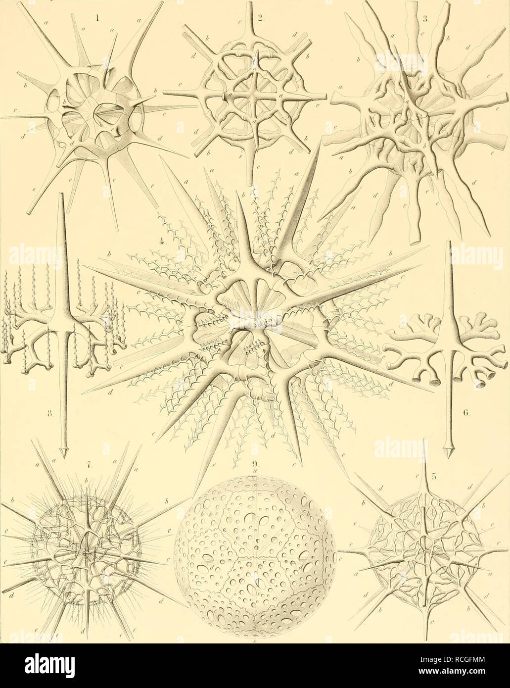 . Die Radiolarien (Rhizopoda radiaria) : eine Monographie. Radiolaria; Radiolaria, Fossil; Rhizopoda. ACANTHARIA TAF IX. The i)raei' eil' 11. M.S ClinUenöpr Ri..liolana PI W7.. i llaeckcl ami iGiltscUel Miltsch.Jena.liilhüJr 1-a. PHRACTASPIS, i. PLEURASPIS, r&gt; (i, STAU R A S PIS. T8. ECHIN ASPIS, !). DOR ATAS PIS. Please note that these images are extracted from scanned page images that may have been digitally enhanced for readability - coloration and appearance of these illustrations may not perfectly resemble the original work.. Haeckel, Ernst Heinrich Philipp August, 1834-1919. Berlin : Stock Photo
