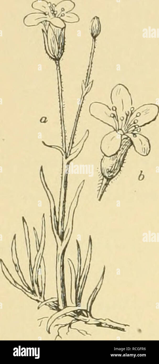 . Die Pusztenflora der grossen ungarischen Tiefebene. Plants; Plains. zarten zierlichen Alsineen (Alsine setacea M K. — A. glome- rata Fenzl. — A. verna Bartl. — A. fasciculata M K. —^ A. serpyllifolia L. — A. austriaca Mert. u. Koch) — Fig. 24 — Are- naria-Arten (Arenaria tenuifolia Lumn. — A. serpyllifoHa L.), dem gemeinen Sternkraut (Stellaria media Vill.), der dolden- blütigen Spurre (Holosteum umbellatum L.), — Fig. 25 — der zählebigen Polei-Minze (Mentha Pulegium L.), dem roten und weissen Wiesenklee (Trifolium pratense L.), dem fran- zösisch en Bocksklee (Trigonella monspelliaca L.), de Stock Photo