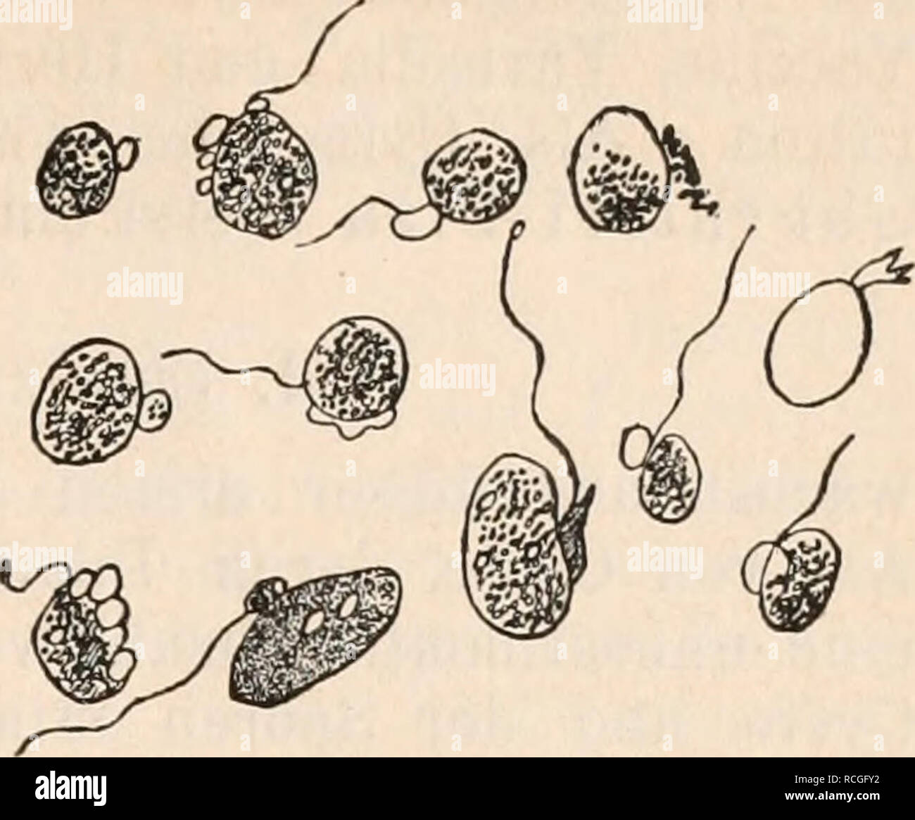 . Die Protozoen als Krankheitserreger Nachtraege. Protozoa