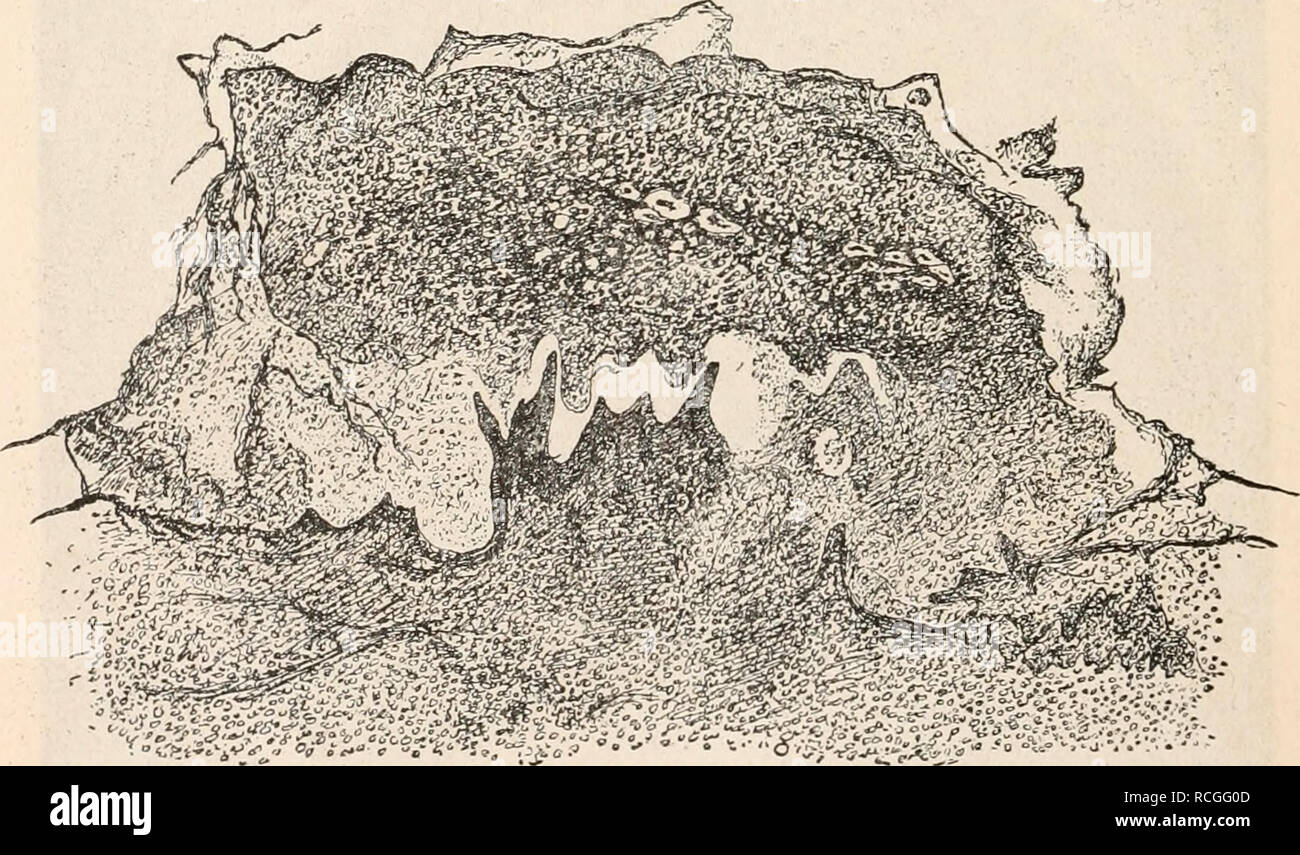 . Die Protozoen als Krankheitserreger Nachtraege. Protozoa