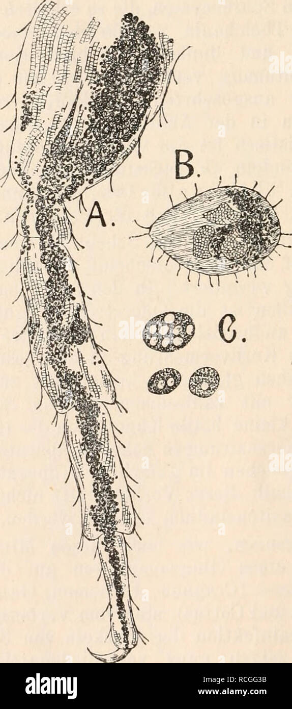 . Die Protozoen als Krankheitserreger Nachtraege. Protozoa