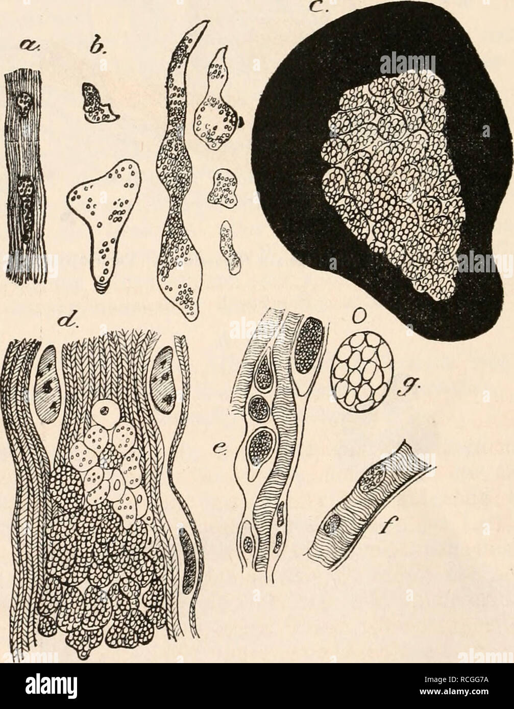 . Die Protozoen als Krankheitserreger Nachtraege. Protozoa