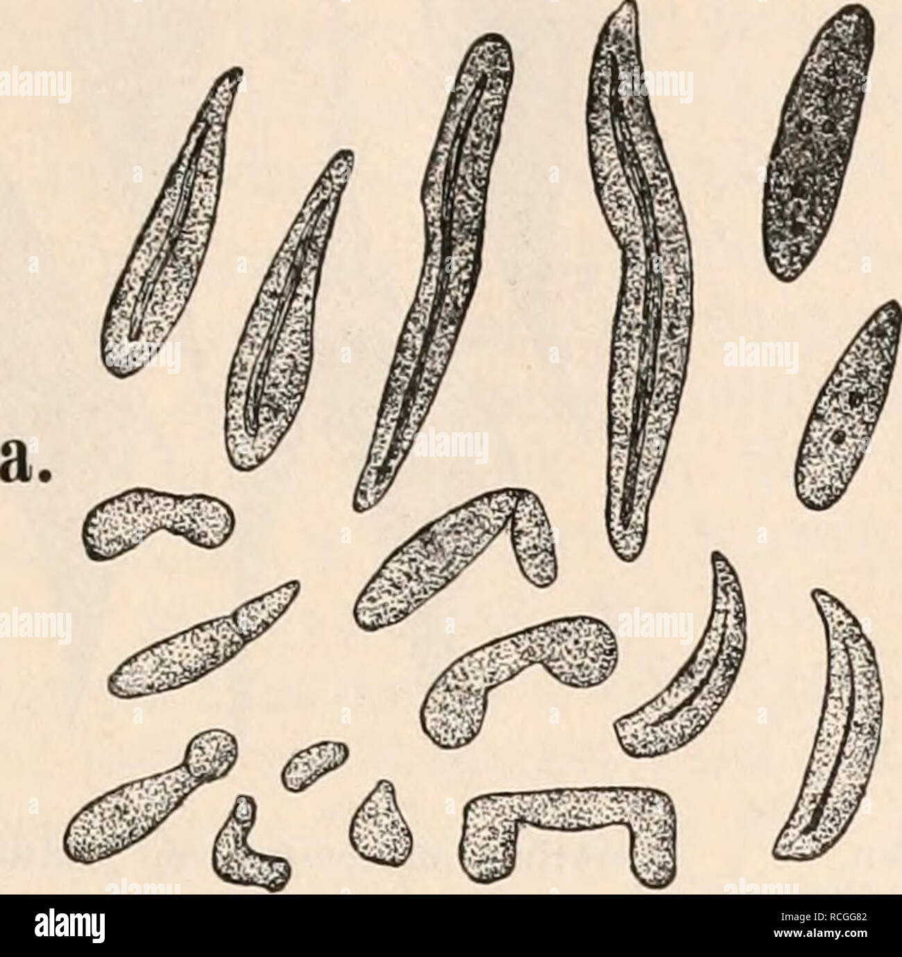 . Die Protozoen als Krankheitserreger : Nachtraege. Protozoa -- pathogenicity; Parasitic Diseases. Ueber Blutparasiten (Serumsporidien) bei blutkörperchenfreien Thieren. 25 beiden Formen fehlt die nadeiförmige Ascospore. Siehe Balbiani: Sur trois ento- phytes nouveaux du tube digestif des, myriapodes, in Journal de l'anat. et. physiol. von Pouchet. XXV. 1889. pag. 30. Fig. 13 a, h.. a. Monospora bicuspidata Metschni ko f f (?) mit nadeiförmiger Ascospore, aus Gammarua pulex. b. G-lugeasporoblast von Gammarus, zum Vergleich. Bütschli beschreibt in seinen Studien über die ersten Entwickelungsvor Stock Photo