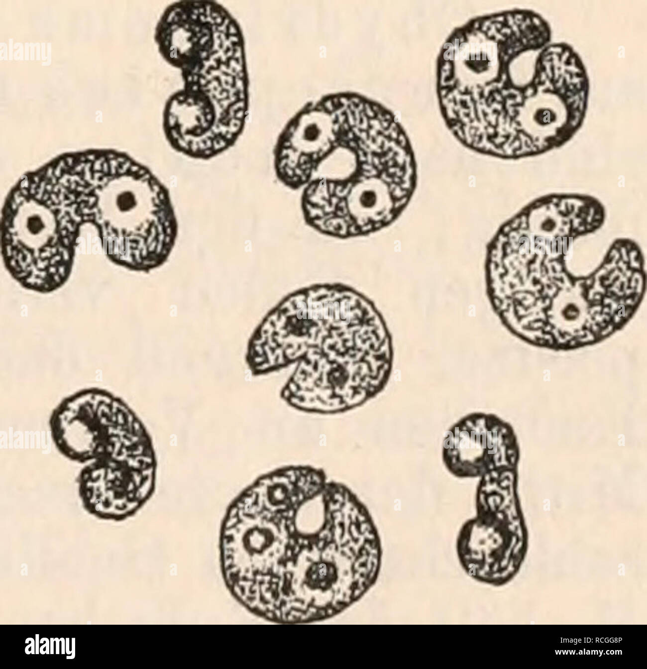 . Die Protozoen als Krankheitserreger Nachtraege. Protozoa