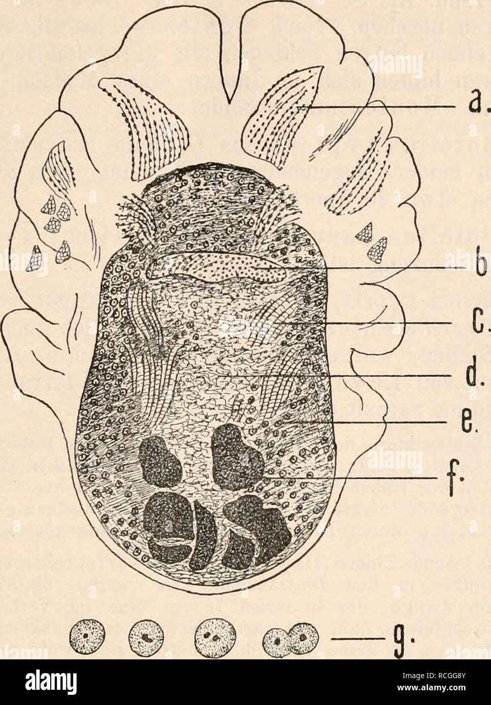 . Die Protozoen als Krankheitserreger Nachtraege. Protozoa