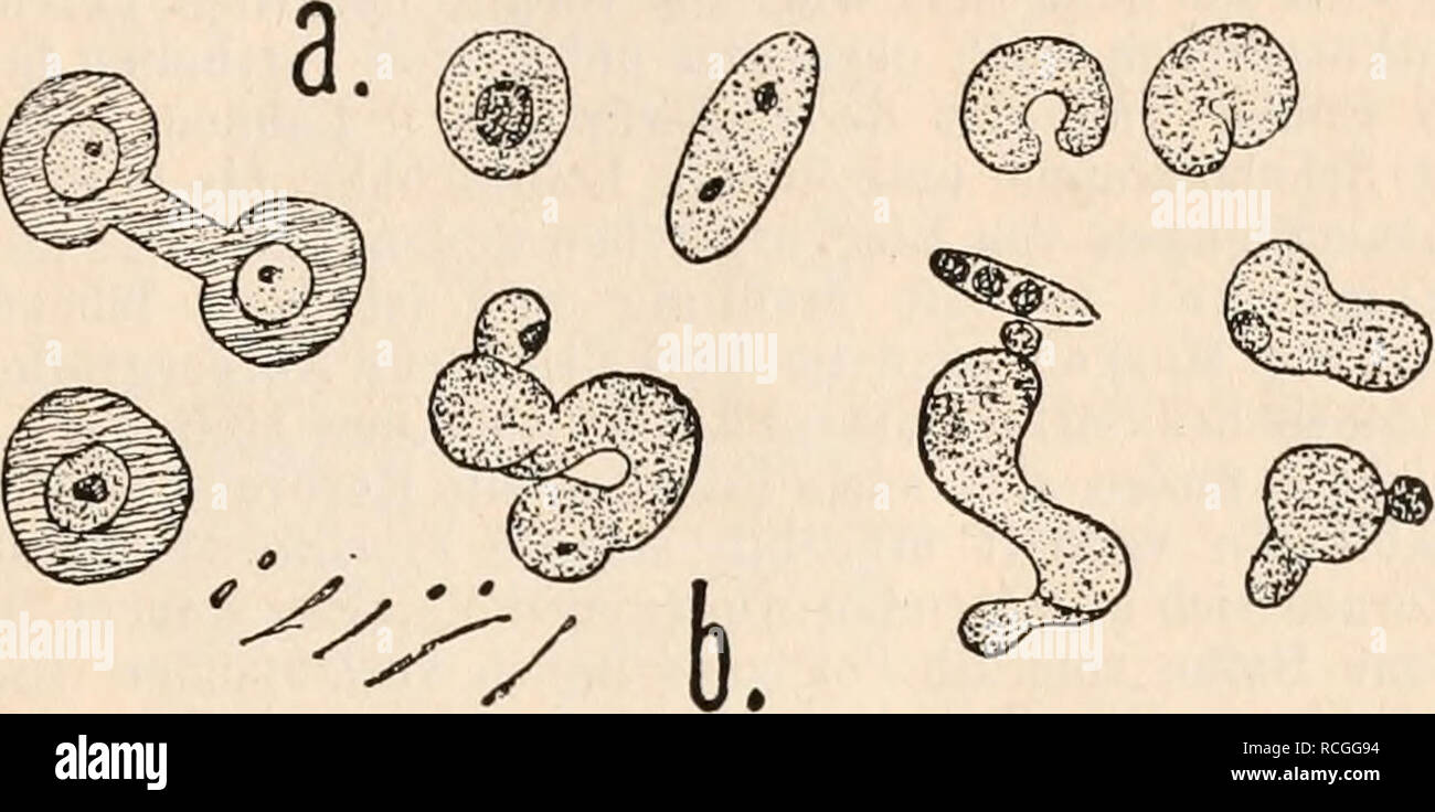 . Die Protozoen als Krankheitserreger Nachtraege. Protozoa