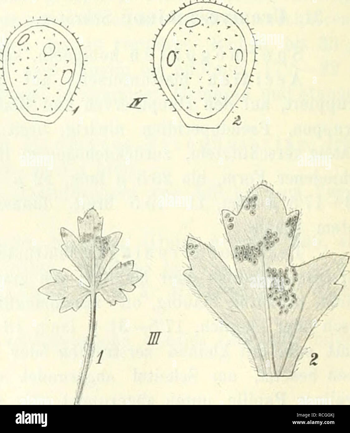 . Die Pilze Böhmens. Botany; Fungi. 44 Trifolium montan um: Däblice bei Prag (Opiz 1826)! Stern (Eck, im Herbar des botan. Instit. d. deutsch. Uuivers. in Prag)! Modfaner Schluclit! Mühl- hausen a. E.! Berg Wawüln bei Radositz nächst Lobositz! Berg „Hora&quot; bei Merz- kies! Am Fusse des Radelsteius au der Skalitzer Strasse! Radobyl und Welbine bei Leitmeritz ! Vazovec bei Turnau (Kabät)! Täbor! c) Teleutosporeti mit leistenförmiyen Verdickungen. 32. Uromyces Erythronii (De Candolle) Passerini. — A e c i d i u ni Erythro- nii De Candolle. — Caeoma Erythronii Corda. — Uromyces Erythro- n i i W Stock Photo