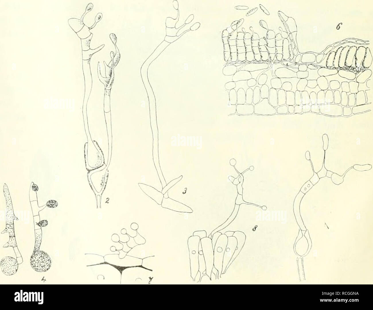 . Die Pilze Böhmens. Botany; Fungi. Abb. &quot;2. Piiccinia qranü US Pers. 1. Gruppe von Uredosporen. 2. Durchschnitt eines Teleutosporen- lagers. 3. Stark vergrösserte Teleutospore (1, 2 nach De Bary, 3 nach Eriksson). Abb. 3. Teleutosporenkeimung bei verschiedenen Gattungen: 1. Uromyces Pabae. 2. Pucama gra- minis. 3. Oi/mnospni-anyinm Sahinne. 4 EndophyUvm, Sedi. 5. Coleosporinm Senecionis. 6. Ochropsora Sorh!. -,. üinnrirtium asi-lepiadeum. 8. Melampsondnim hrhdhntm. (Nach Tulasne, Plowright, Dietel).. Please note that these images are extracted from scanned page images that may have been  Stock Photo