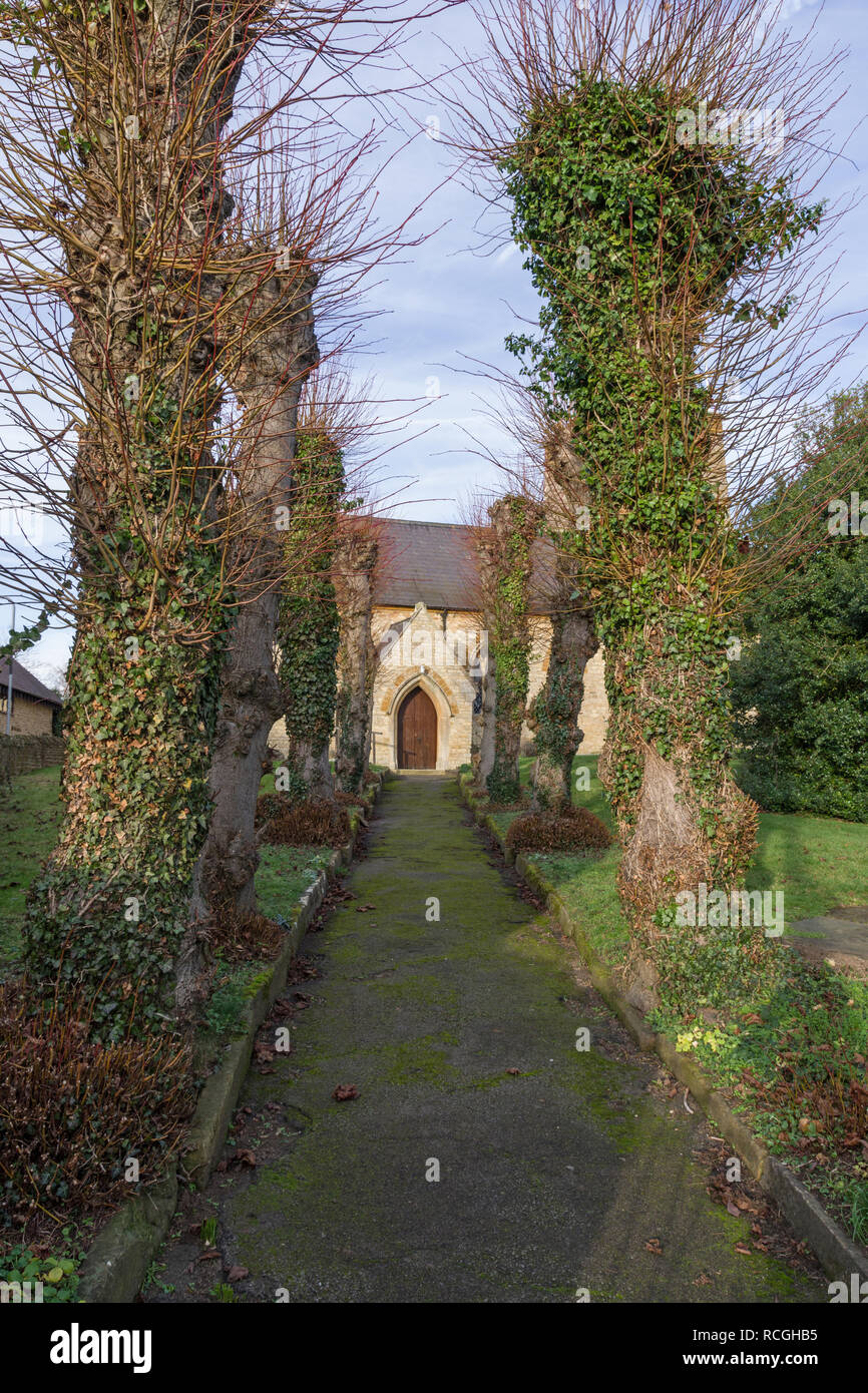Path to the church of St Mary in Roade, Northamptonshire, UK; lined by pollarded Lime trees in winter. Stock Photo