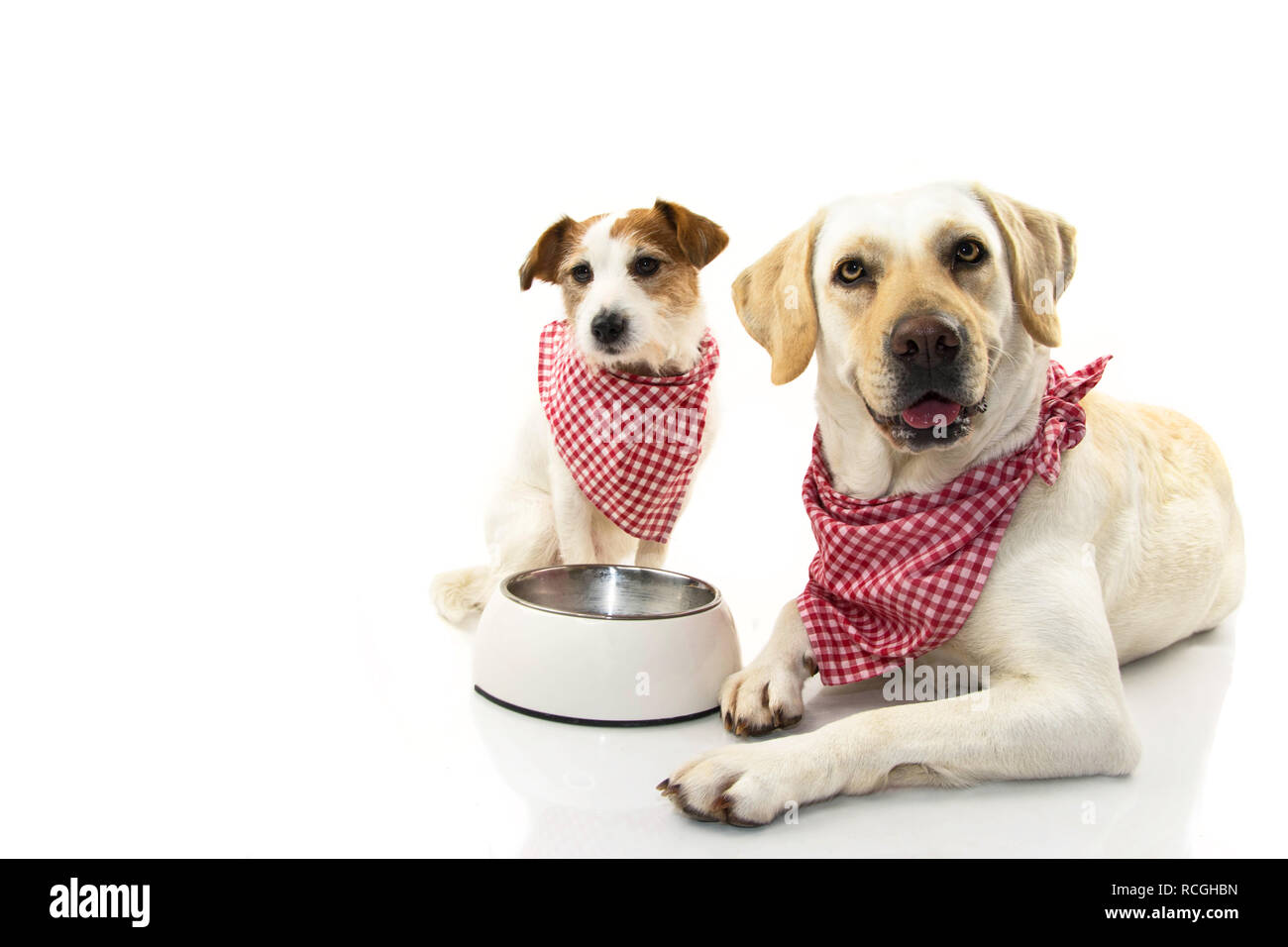 Can Two Dogs Share A Food Bowl