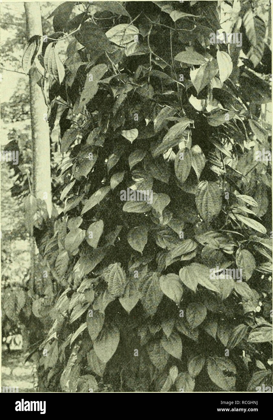 Die Pflanzenwelt Plants 422 Areiy Ni Embryophyta Ober Smbrijopflangcn 9 Oci Eute Ift Ber