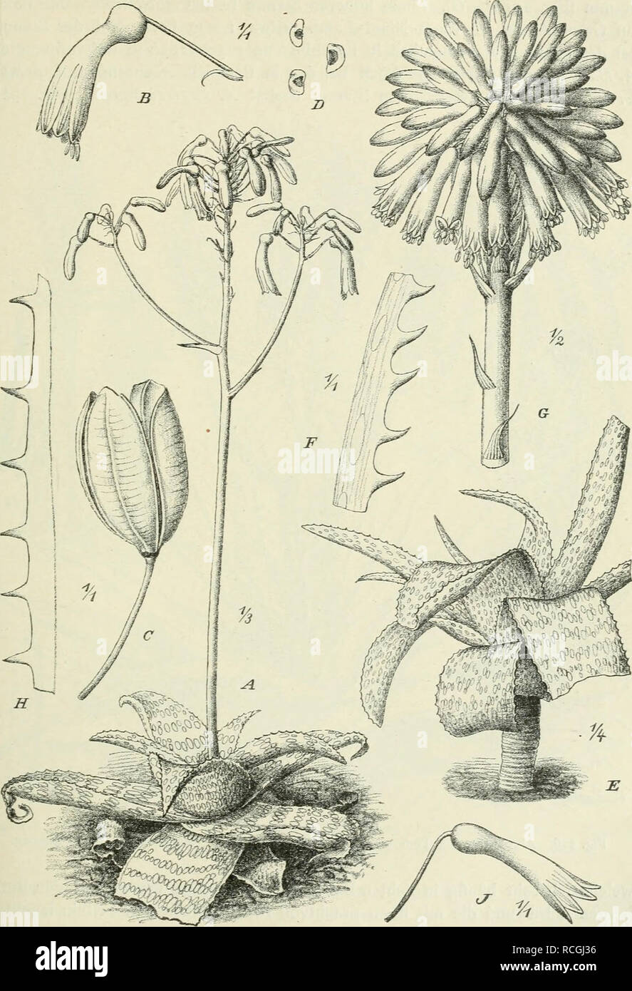 . Die Pflanzenwelt Afrikas, insbesondere seiner tropischen Gebiete : Grundzge der Pflanzenverbreitung im Afrika und die Charakterpflanzen Afrikas. Botany. Lilüflorae. Liliaceae. 327. Fig. 225. A—D Aloe lateritia Engl, (üsambara). E—G A. leptophylla N. E. Brown (Südwestliches Kapland, Worcester;. H, J A. Böhmii Engl. (Zentralafrikanisches Seengebietj Gonda). — G nach Bot. Magaz., das übrige nach Berger.. Please note that these images are extracted from scanned page images that may have been digitally enhanced for readability - coloration and appearance of these illustrations may not perfectly r Stock Photo