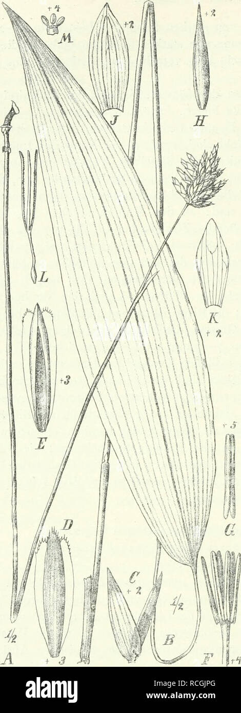 . Die Pflanzenwelt Afrikas, insbesondere seiner tropischen Gebiete : Grundzge der Pflanzenverbreitung im Afrika und die Charakterpflanzen Afrikas. Botany. 134. Fig. 107. Puelia Schumanniana Pilger. A fertiler Halm; ^ steriler Halm; C Deck- und Vorspelze aus dem unteren Teil des Ährchens mit männlicher Blüte; D, E Vorspelze dieser Blüte von außen und von innen; F Staubblattröhre vor der definitiven Verlängerung; G Anthere; H Spitze des Ährchens mit zusammengerollter Deckspelze und Vorspelze der weiblichen Blüte; y Deckspelze; Ä'Vorspelze der weiblichen Endblüte; L Griffel mit 3 Narben; j1/die 3 Stock Photo