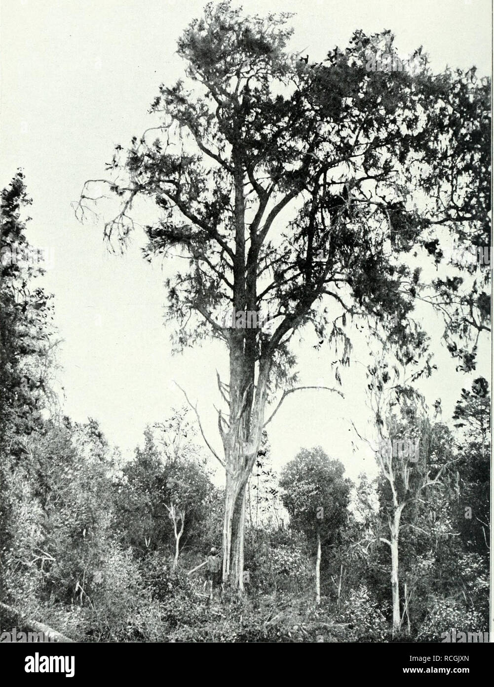 Arundinaria alpina K. Schum. (Bambou africain) : dessin fini des sections  de la tige et de la pousse avec feuilles
