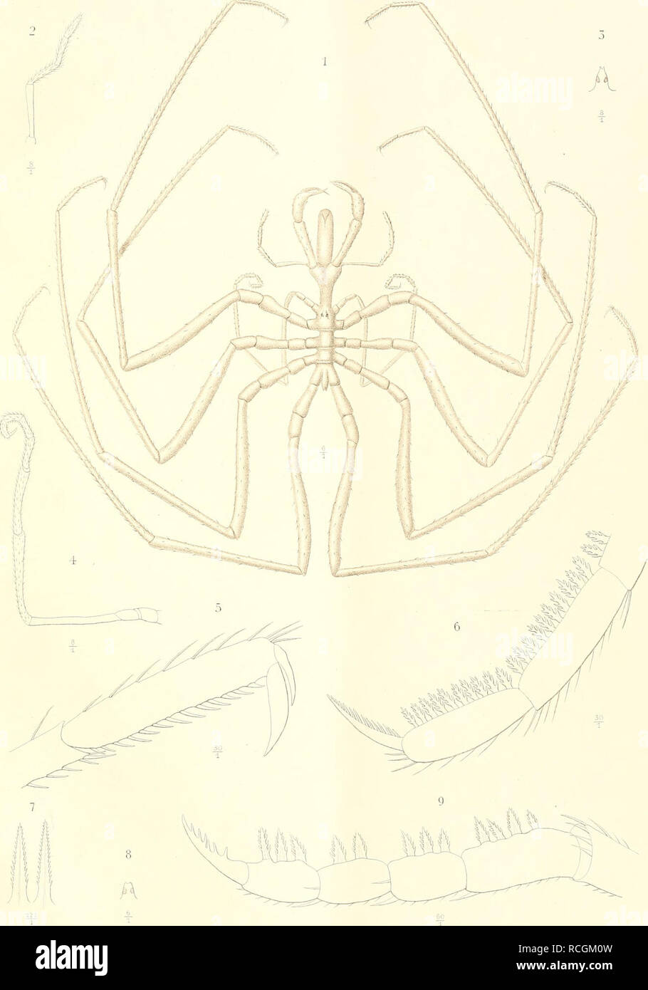 . Die Pantopoden der deutschen Tiefsee-Expedition 1898-1899. Pycnogonida. DEUTSCHE TIEFSEE-EXPEDITION 1898-99. Bd.H. K. MÖBIUS : PANTOPODEN. TAF.XX^^. : V X. Mäbius ii Em E Bühsacmwu. TAFii. 1 IthAnst 7Ä. Giltsch Jena. 1-6 Nymphon dislcnsinn Möb.-7-S Nytuphu)! gracilipes Micis g Chaeto7iymphon brevicaudatum Miers Vr.rlaq von Gustav Fischer in Jena. Please note that these images are extracted from scanned page images that may have been digitally enhanced for readability - coloration and appearance of these illustrations may not perfectly resemble the original work.. Möbius, Karl August, 1825-19 Stock Photo