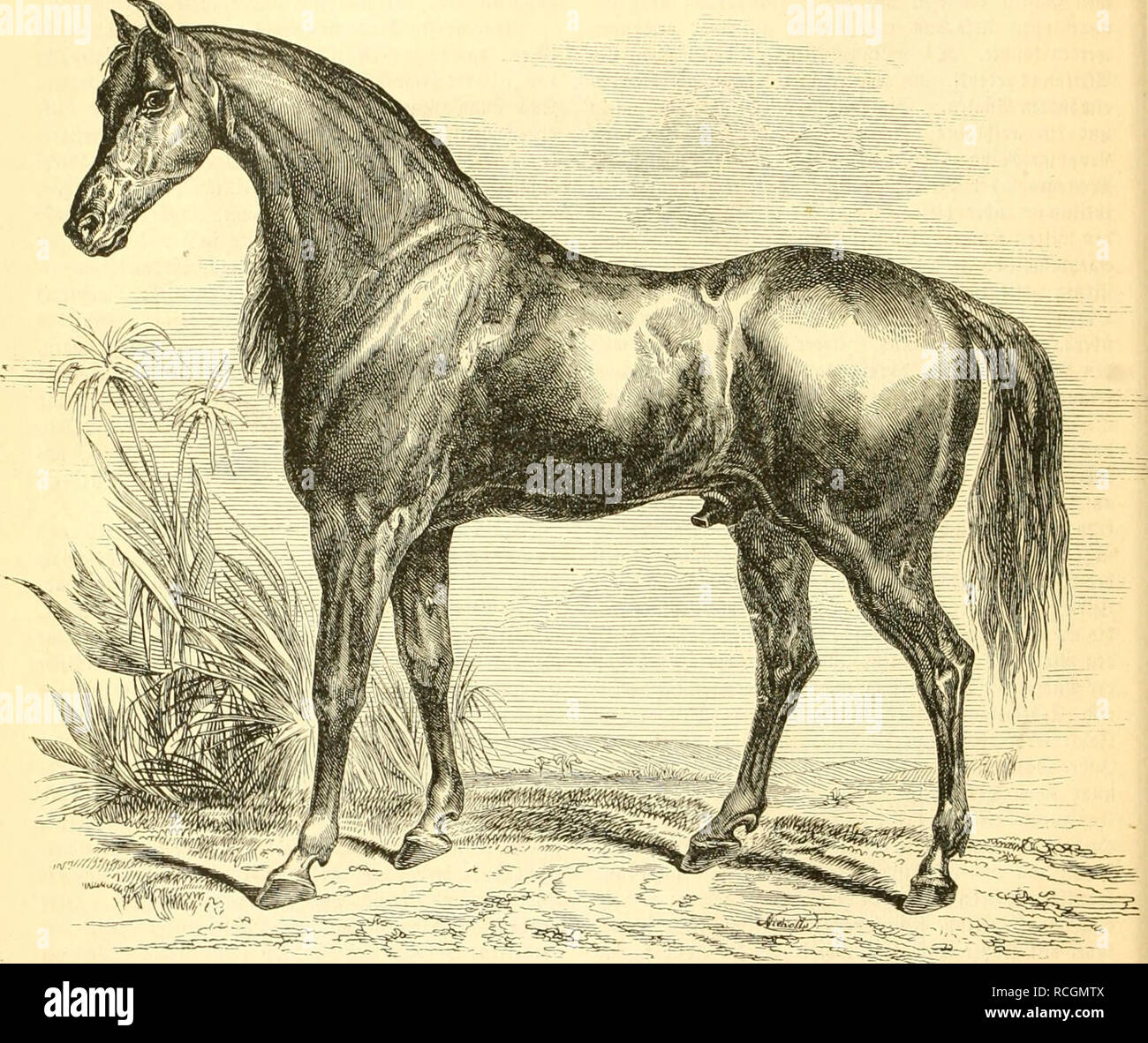 Die Naturgeschichte Des Thierreichs Zoology 336 Oiiugctl Icrc Turcl Jiifa Ii 5c Arcii Iuu Ciit Lanfeiu 9u Art Tcx Crftcvn Fein Iinp Mirf Jum Goauunutdicn Jdicn L Flcapjcn Ic I Cr Ju Iid Fteii Aval Ifd Cii Dtc T Fani Tn Utft Ucftcr Iit