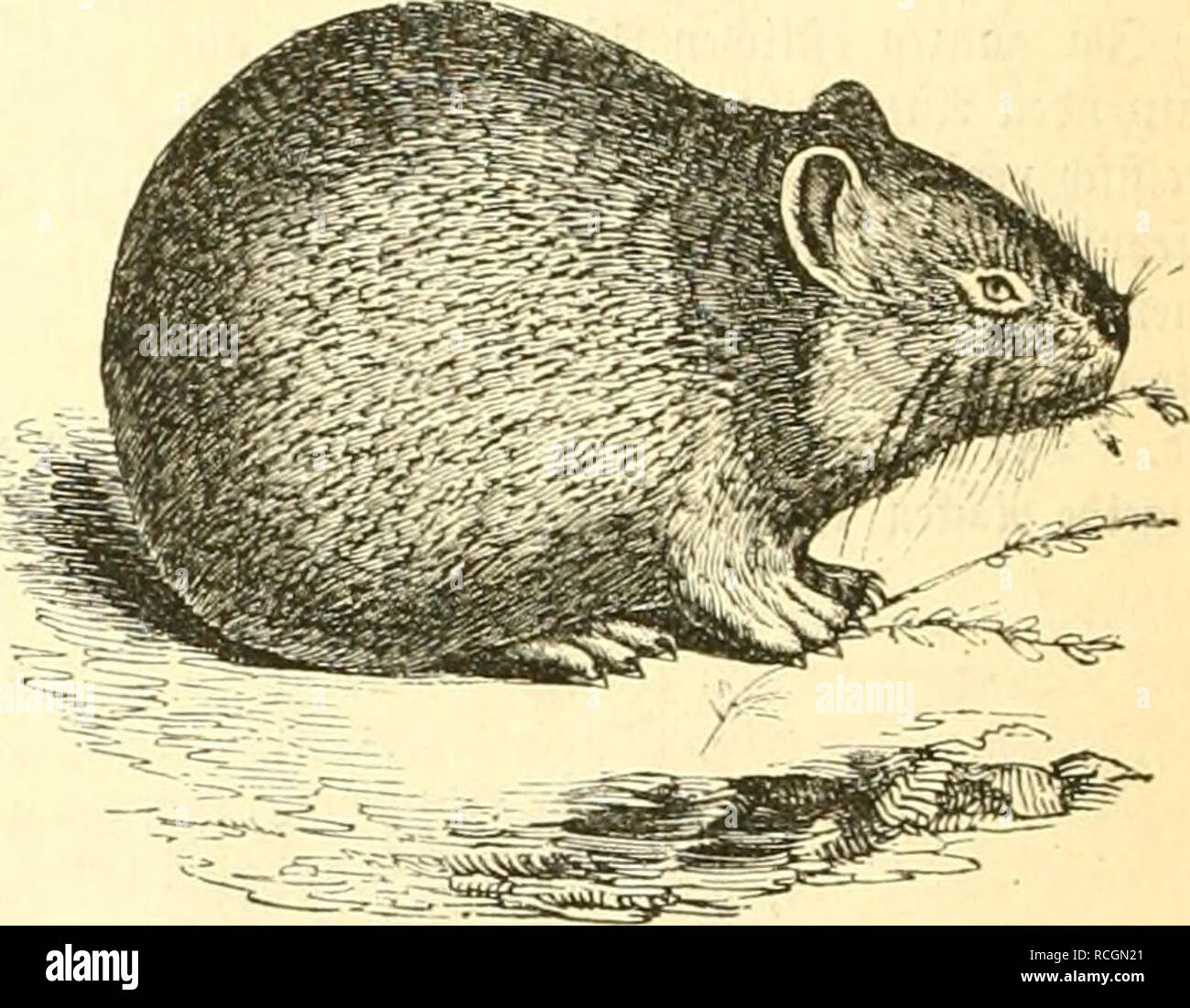 Die Naturgeschichte Des Thierreichs Zoology 304 A Oiiuafthicrc Uh Ife Mit 3hitiirclt Fcln Iiicii Mit Cm Tot Ciirc Iifd Cu Isafen A Lh Vcinjuftinimcn 5dcn Capifd Cn Gt A Afcn Llntcrfd Ci Ot Mir Foiii I Raii3cuitid Cr C J Mit Fdiivar Cv