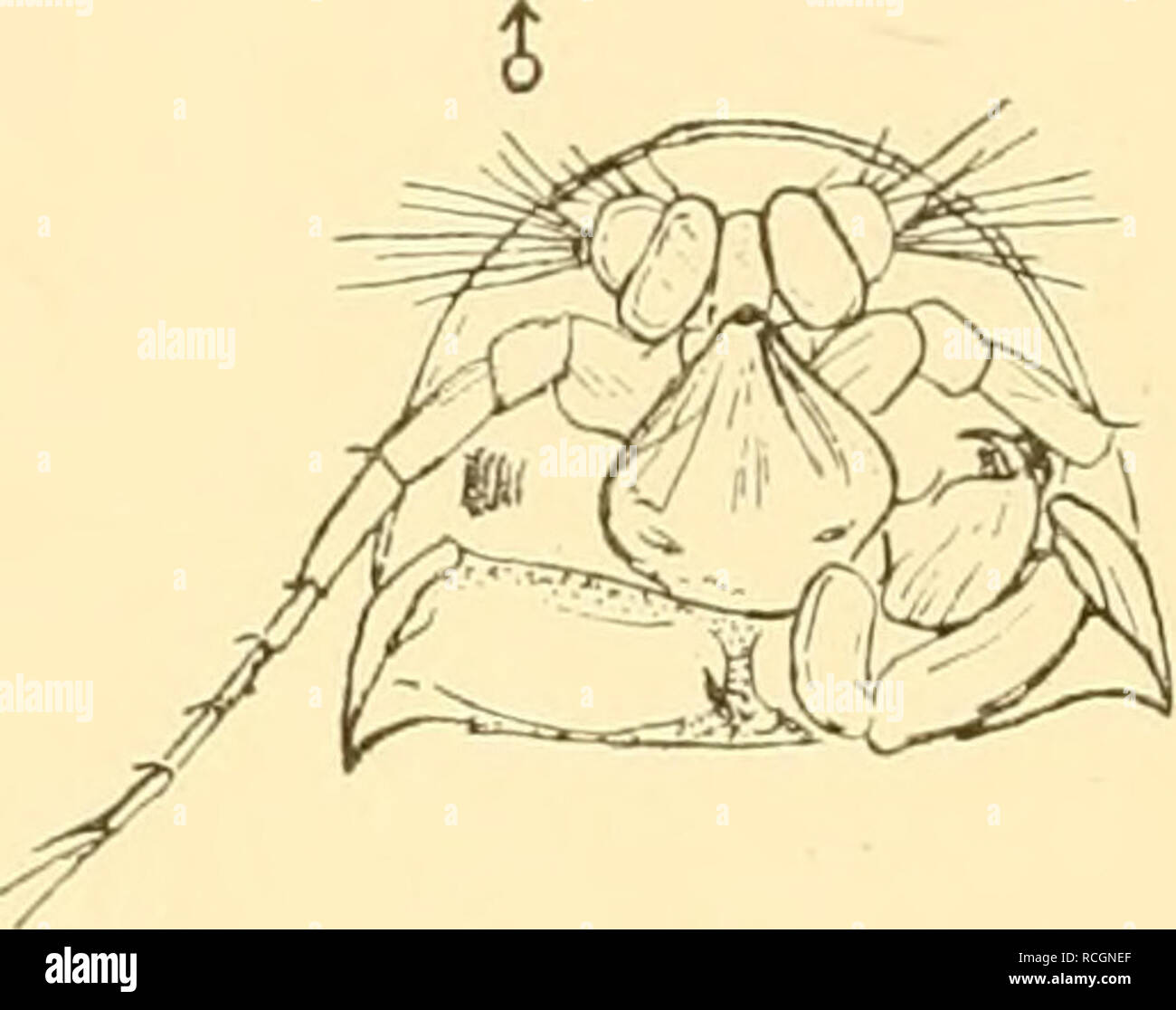 . Die nordischen isopoden. Isopoda. Fig. 315.. Fig. 316. Z7 Phryxus abdominalis Kröyer. (Nach Sars) Fig. 315. Cryptoniscidenstadium, vom Rücken. „ Kopf von unten. 316. 317. Fig. 317. Urosoma. paguri, ausgenommen, daß die Geißel der zweiten Antennen nicht länger als der Schaft und der Endopodit der Uropoden weniger als halb so lang wie der Exopodit ist. Bopyrina giardi Bonnier. (Fig. 318-324.) Körper ungefähr dreimal so lang wie breit; Körpersegmente wohl abge- setzt, ohne besondere Färbung; Rückenfläche mit feinen kurzen Härchen be- deckt; Kopf halbkreisförmig und vorn gleichmäßig gerundet; A Stock Photo