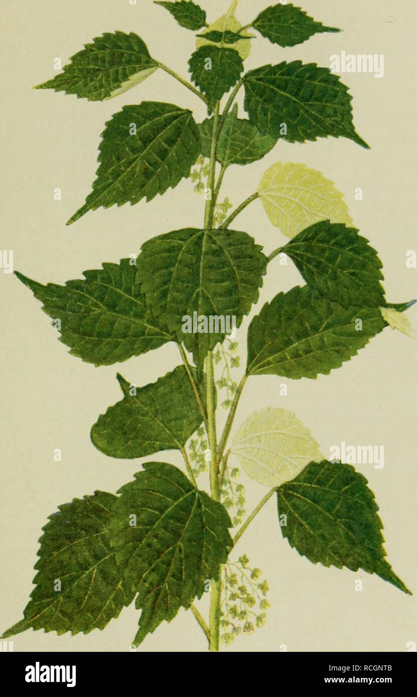 . Die Nutzpflanzen unserer Kolonien und ihre wirtschaftliche Bedeutung für das Mutterland. Tropical crops; Plants, Useful; Plants, Useful. Tafel 28.. Ramie (Boehmeria nivea). Vs nat. Gr. FÖRSTER &amp; BORRIES. ZWICKAU. Please note that these images are extracted from scanned page images that may have been digitally enhanced for readability - coloration and appearance of these illustrations may not perfectly resemble the original work.. Westermann, Diedrich, 1875-1956. Berlin : D. Reimer Stock Photo