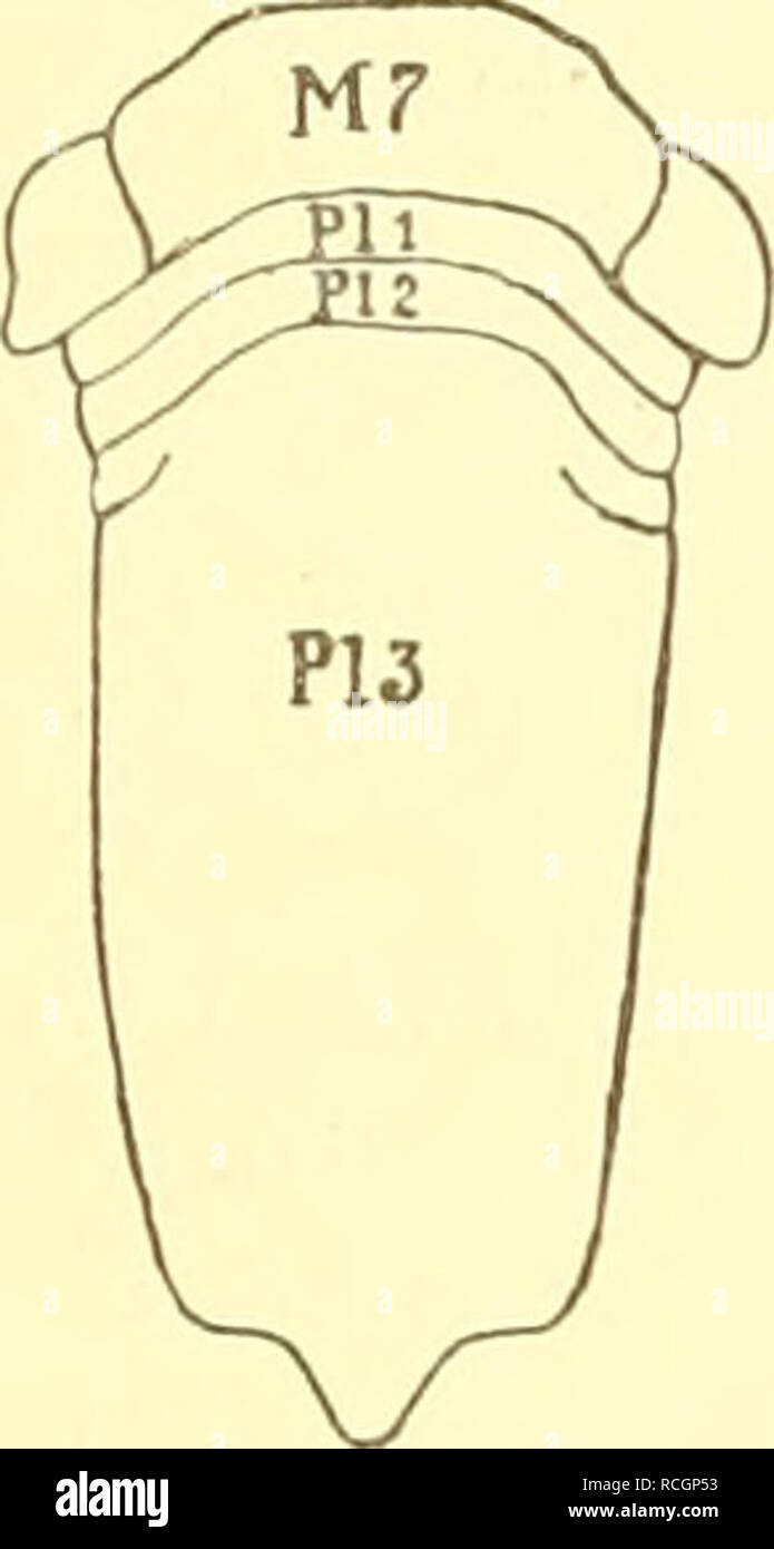 . Die nordischen isopoden. Isopoda. Fig. 80.. Fig. 81. Fig. 80. Hinterende von Stenosoma. „ 81. „ „ Idotea. „ 82. „ „ Zenobiana. M7 = Siebentes Segment des Mesosoma. PI 1 1 „ 2 I ^ I Segmente des Metasoma. „ 4 J Fig. 82. Nach Dollfuß. Genus Idotea, Fabricius. Idotea Miers 1881. Dollfuß 1895. G. 0. Sars 1899. Gattungscharaktere: Körper oval oder oblong, deutlich niedergedrückt, Coxalplatten hinter dem ersten Segment des Mesosoma wohl abgegrenzt; flach. Kopf ungefähr viereckig, die Seitenteile nicht verbreitert. Metasoma mit drei kurzen Segmenten vor dem Endsegment, indessen ist das dritte Segme Stock Photo