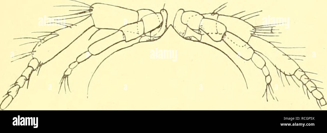 . Die nordischen isopoden. Isopoda. Die nordischen Isopoden. VI 21 samnien wenig kürzer sind als das erste, das vollständig der dichten Bedeckung mit weichen Borsten ermangelt, die bei den Arten der Gattung gewöhnlich sind; letztes Glied am Ende mit wenigen Borsten besetzt. Letzfes Glied des Schaftes der zweiten Antennen viel länger als das vorletzte und an der Basis stark zusammengezogen. Viertes Glied des ersten Cormopodenpaares sehr klein, daran fünf Dornen, ferner am fünften ein Dorn und am sechsten Gliede vier Dornen. Das letzte Cormopodenpaar ermangelt vollständig der Dornen auf der Ober Stock Photo