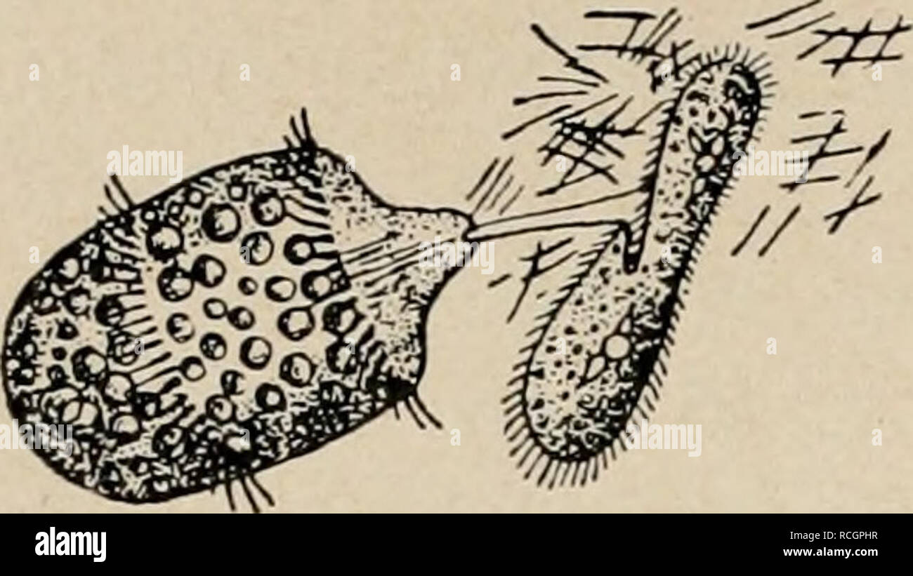 Page 2 Die Beute High Resolution Stock Photography And Images Alamy