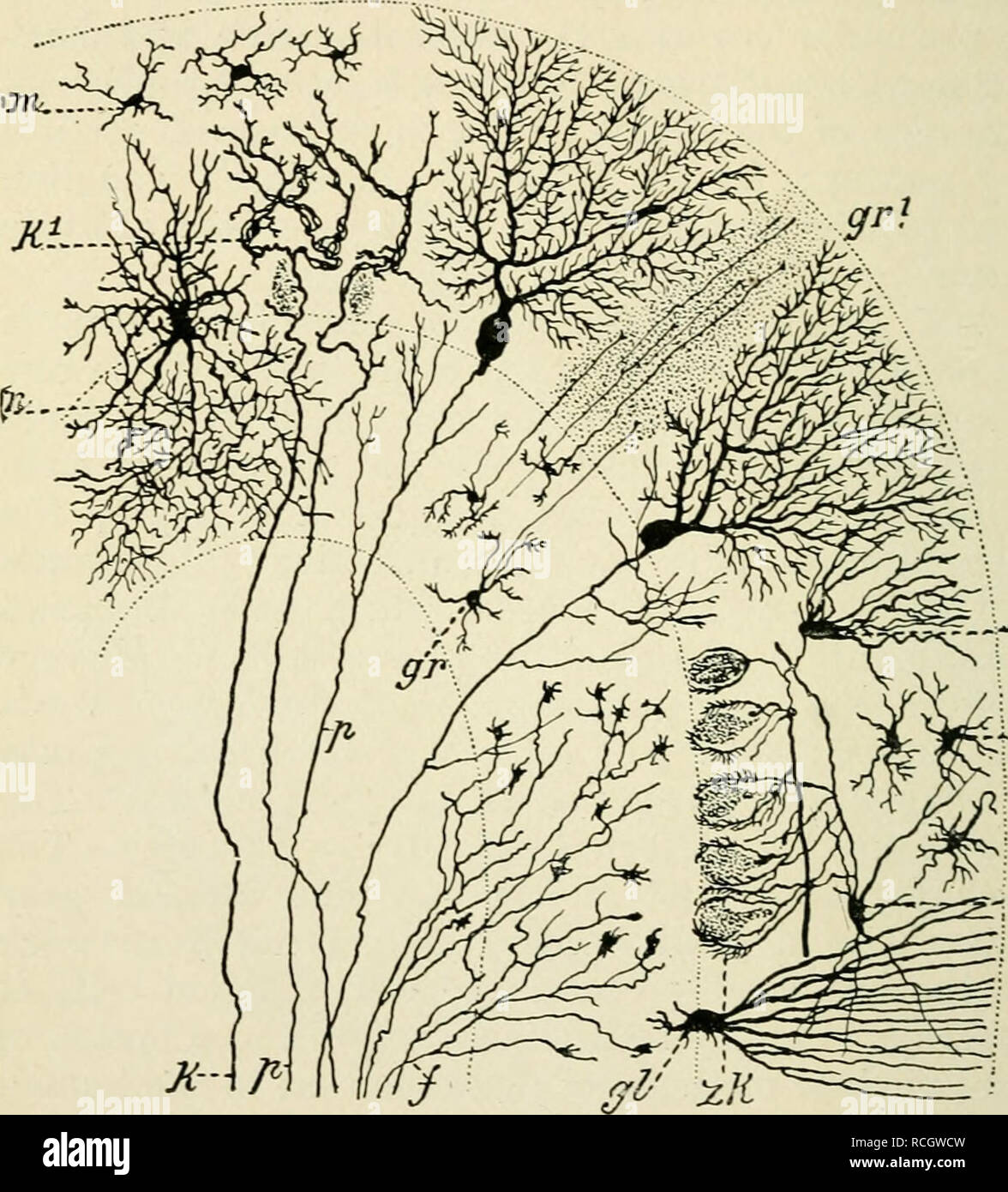 . Elements of histology. Histology. 240 Elements of Histology. the direction of a lamina. Purkinje first, they are extensive dendritic ramification, viewed transversely, Considering the cells of seen to possess a very. '^jn iTa â ml Fig. 150.âScheme of the Connectiou of the Cells in the Superficial Grey Substance of the Cerebellum. (After KoUiker.) p, Xeuraxons of Purkinje's cells with collaterals : k, tendril-like fibres with k^ their terminations; gU glia cells; /, nio^s fibres; m, small cells of the molecular layer; vi^, larare cells of the same layer (basket cells) forming synapses roun Stock Photo