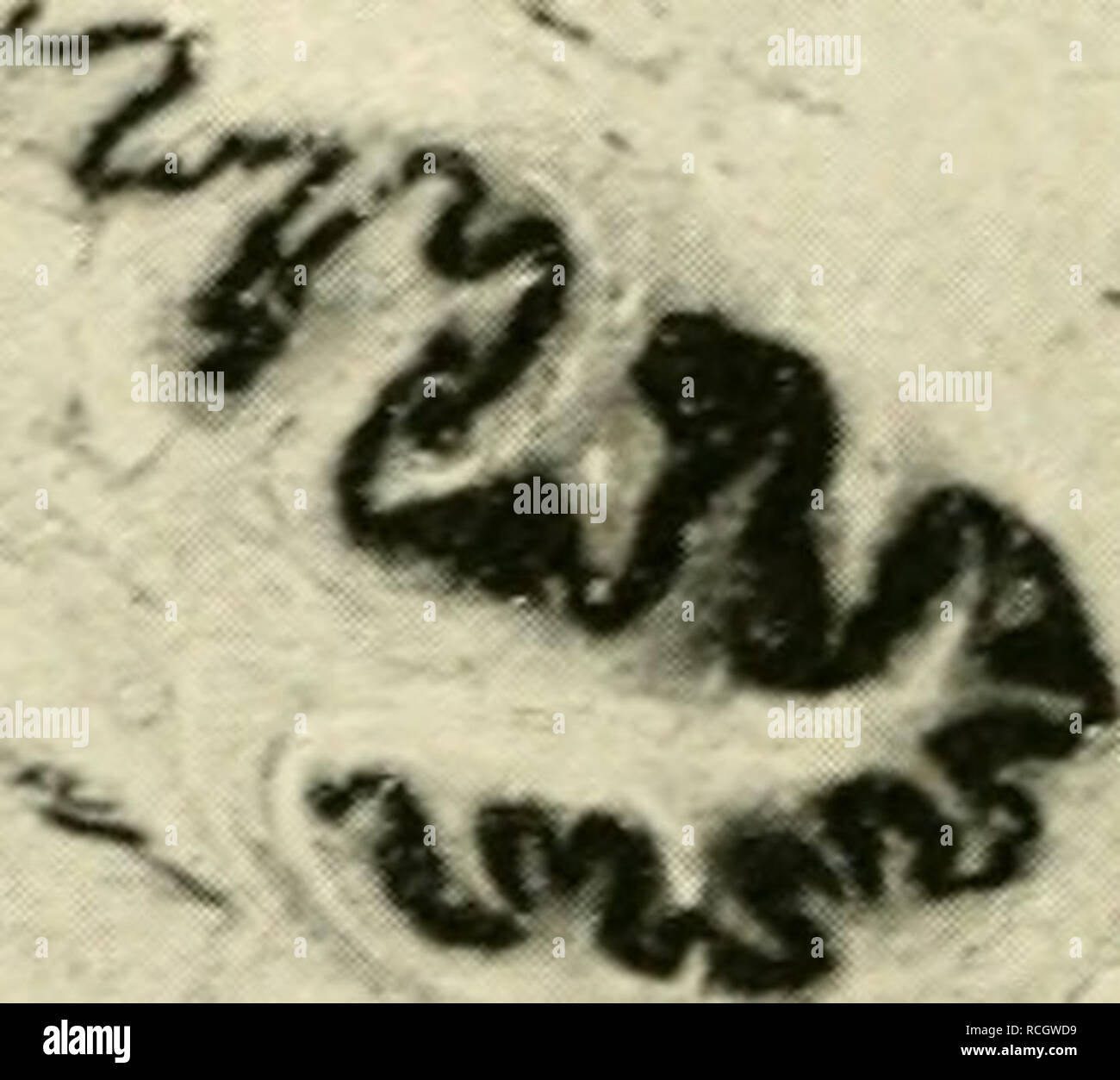 Elements Of Histology Histology A V Quot X A V Xli Fig 142 Asection Throufrli The Medulla Oblongata At Level Of Middle Of Olives Microphotograph Of A Specirueii Stained Rvith Aniline Llue Black