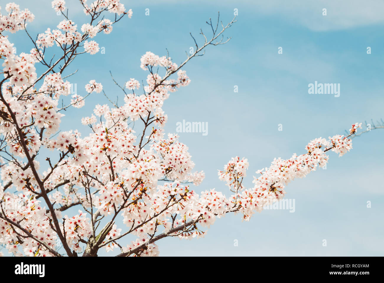 Spring cherry blossoms with blue sky background Stock Photo - Alamy