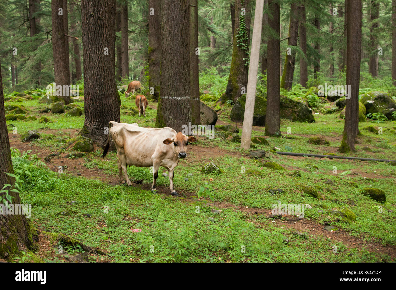Cows grazing in the forest around McLeod Ganj, India Stock Photo - Alamy