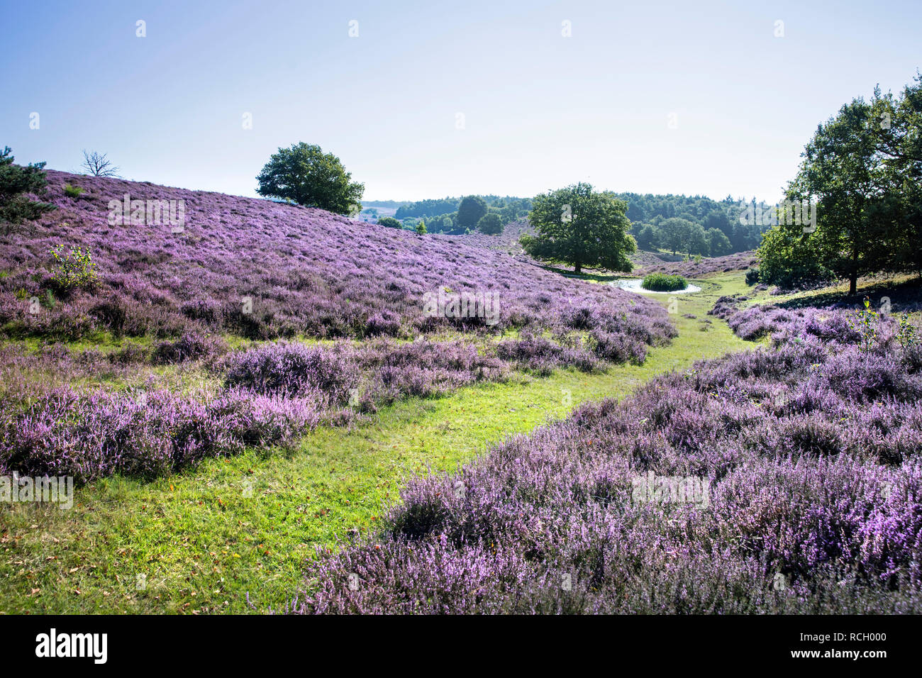 Veluwezoom National Park Hi res Stock Photography And Images Alamy