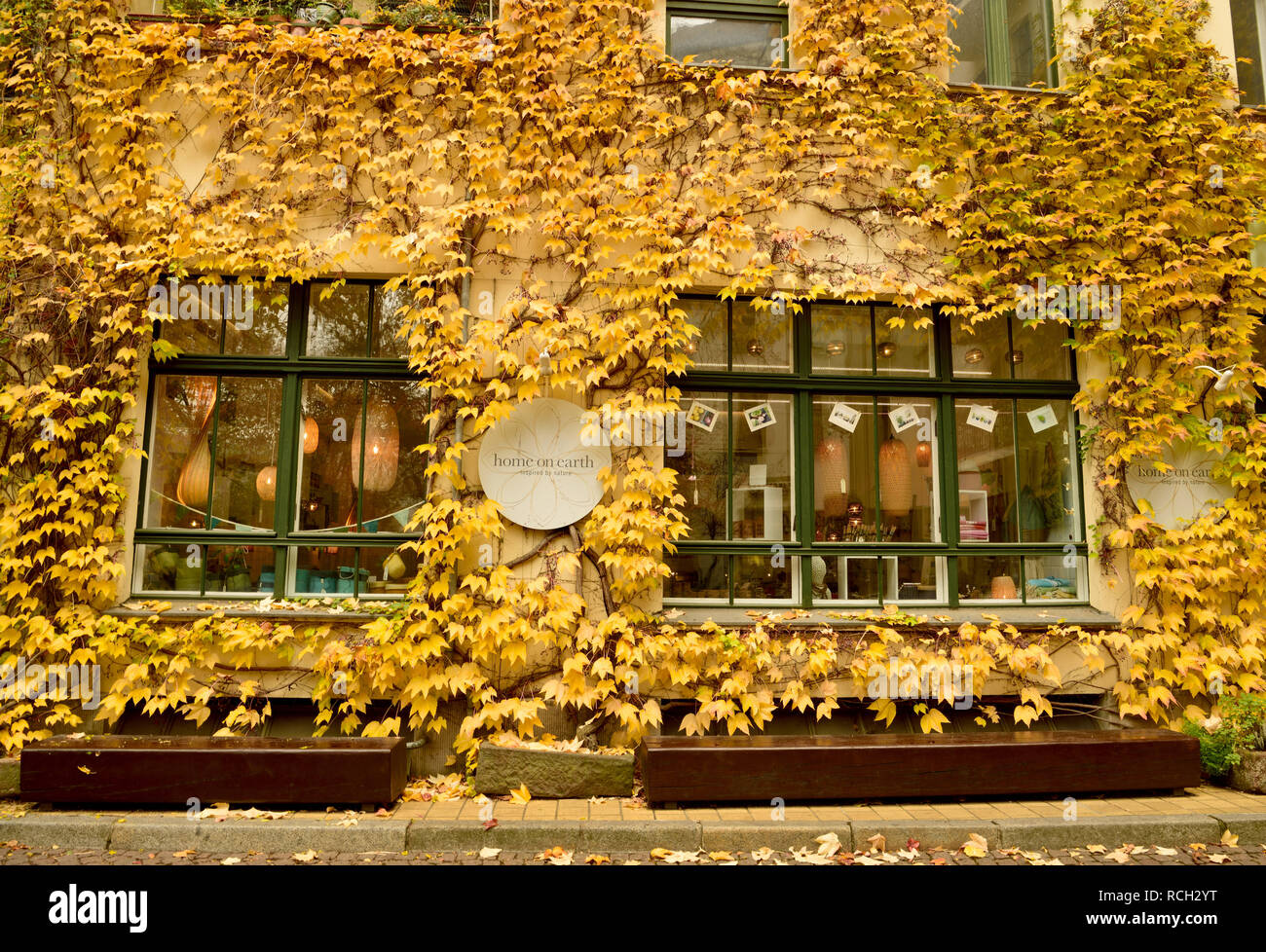 Berlin, Germany - November 10, 2018. Autumn colors in court IV of Hackesche Hofe courtyard complex in Berlin, with building wall covered with yellow t Stock Photo