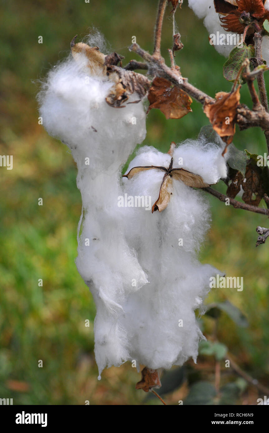 Flauschige Wattebausch Baumwollpflanze Stockfoto und mehr Bilder von Alt -  iStock