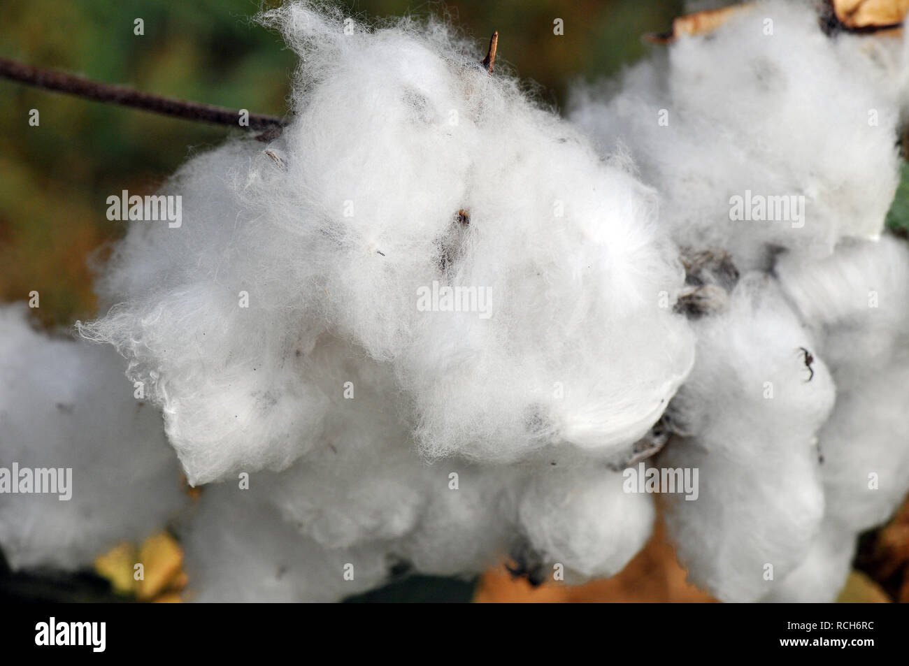Baumwollpflanzen, Baumwolle, gyapot, Gossypium Stock Photo