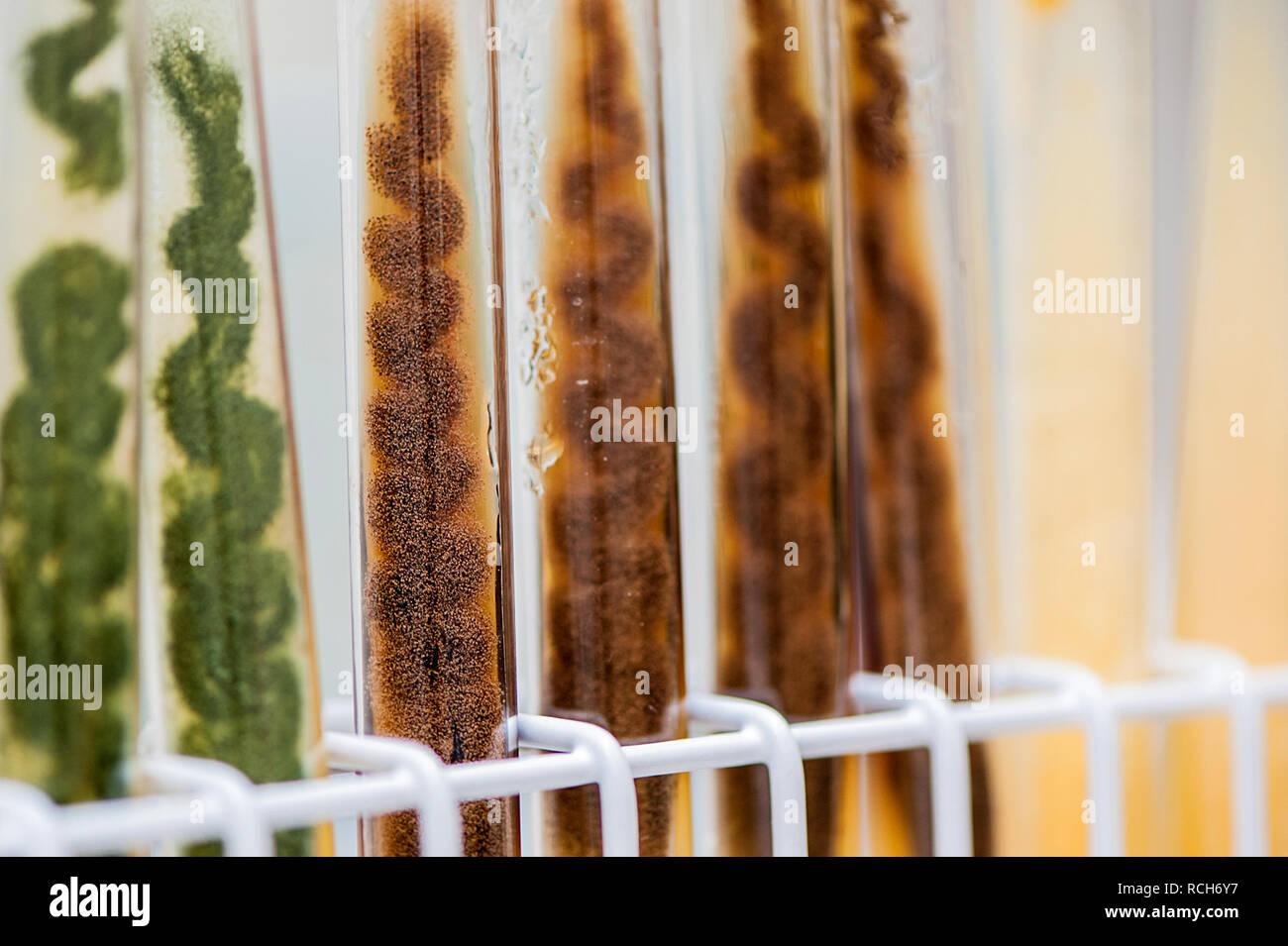 aspergillus mold culture in slant tube. In background blurred tubes. Stock Photo