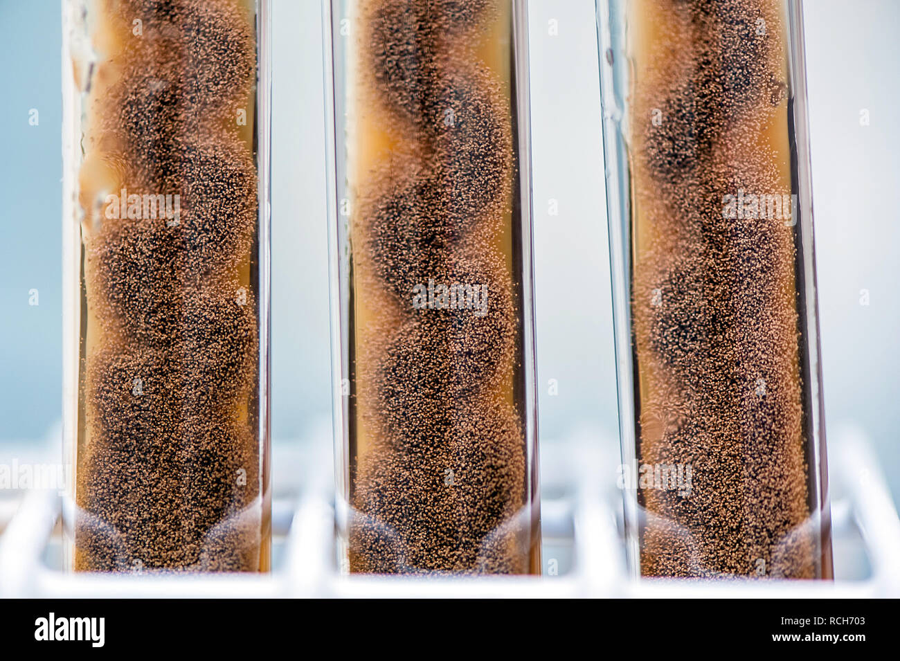 aspergillus mold in agar slant tubes Stock Photo