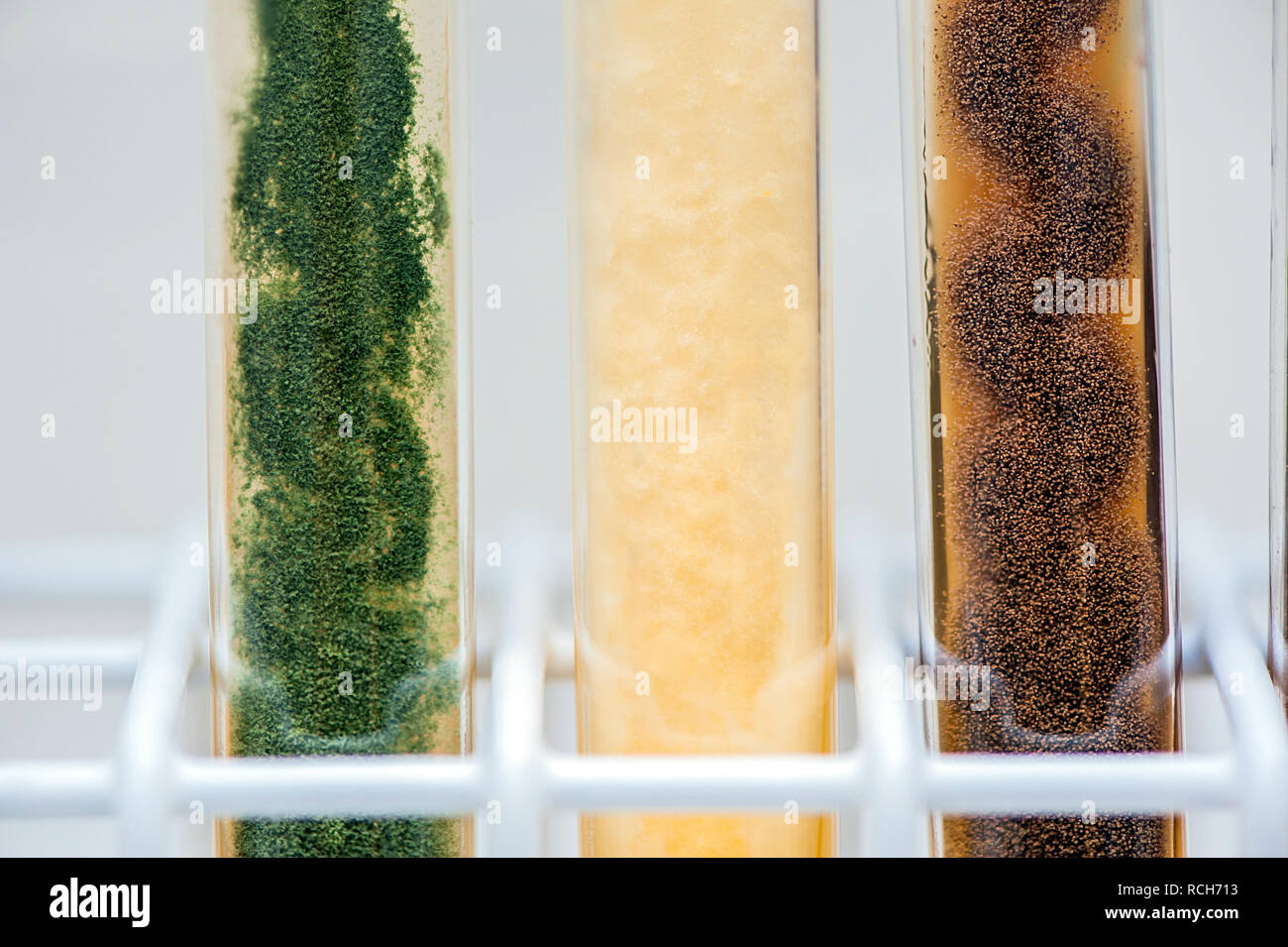 various molds in agar slant tubes Stock Photo