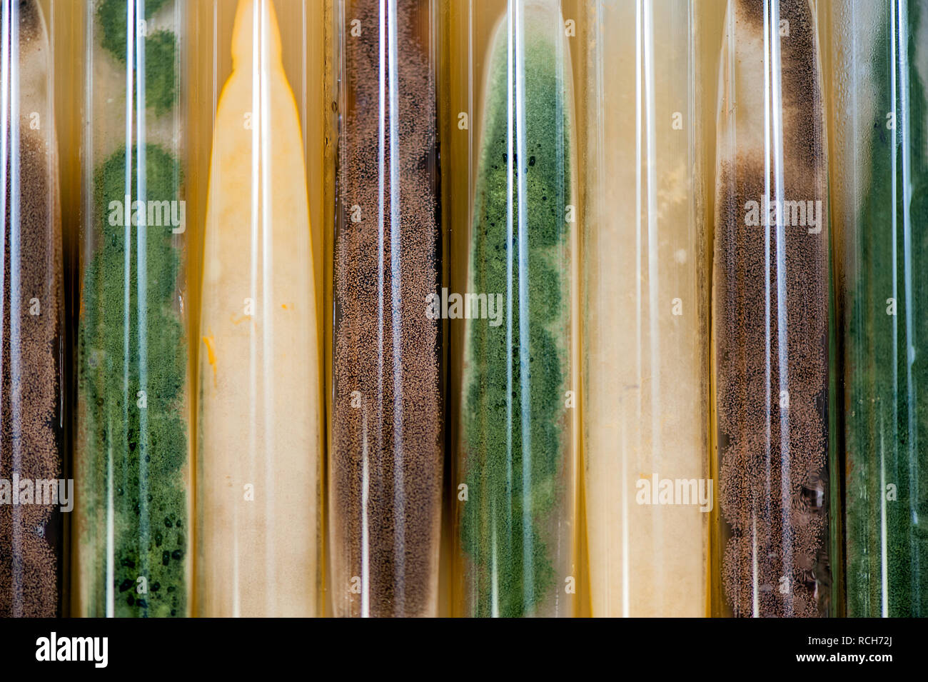 background made of molds culture in agar slant tubes Stock Photo