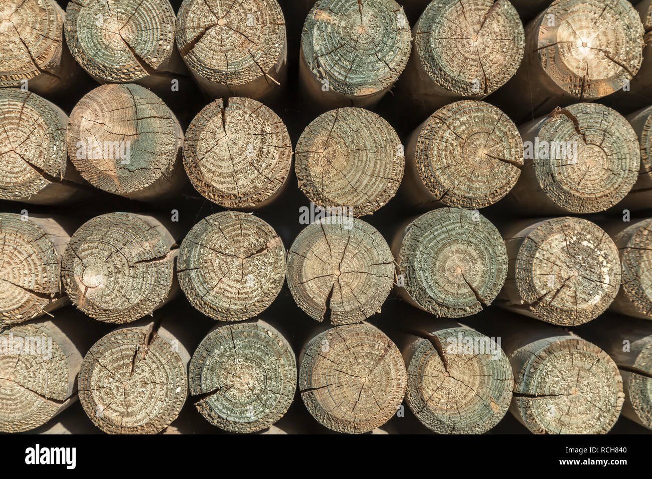 stack of round wooden pillars, cross section, front view Stock Photo