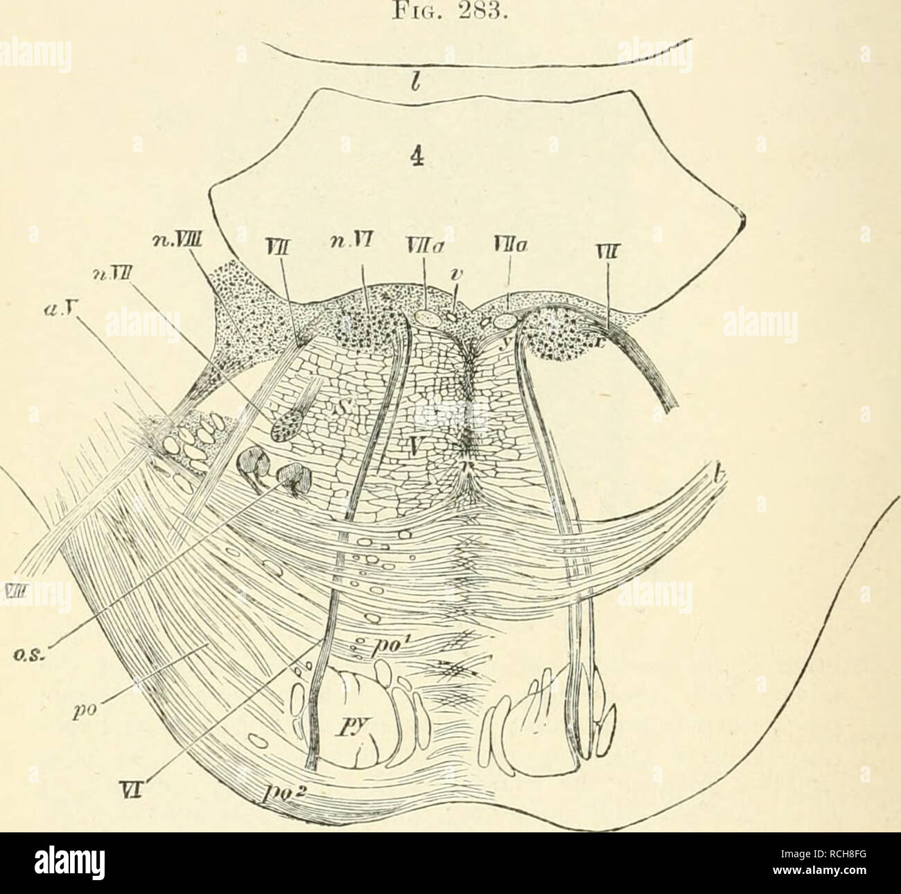 Fourth Ventricle Boundaries Floor Communications Recesses And Applied Anatomy Qa